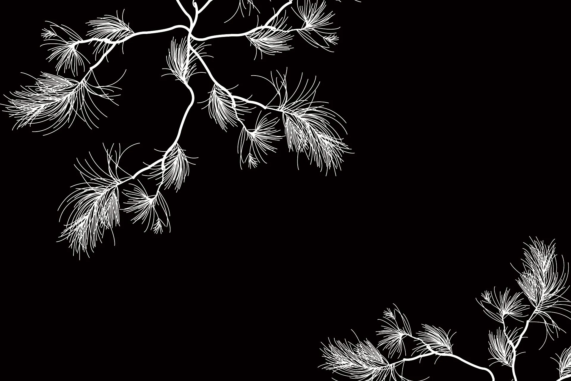 Close detail of Casuarina Sateen by KT Doyle showing the fine needle-like foliage of repeated Casuarina branches
