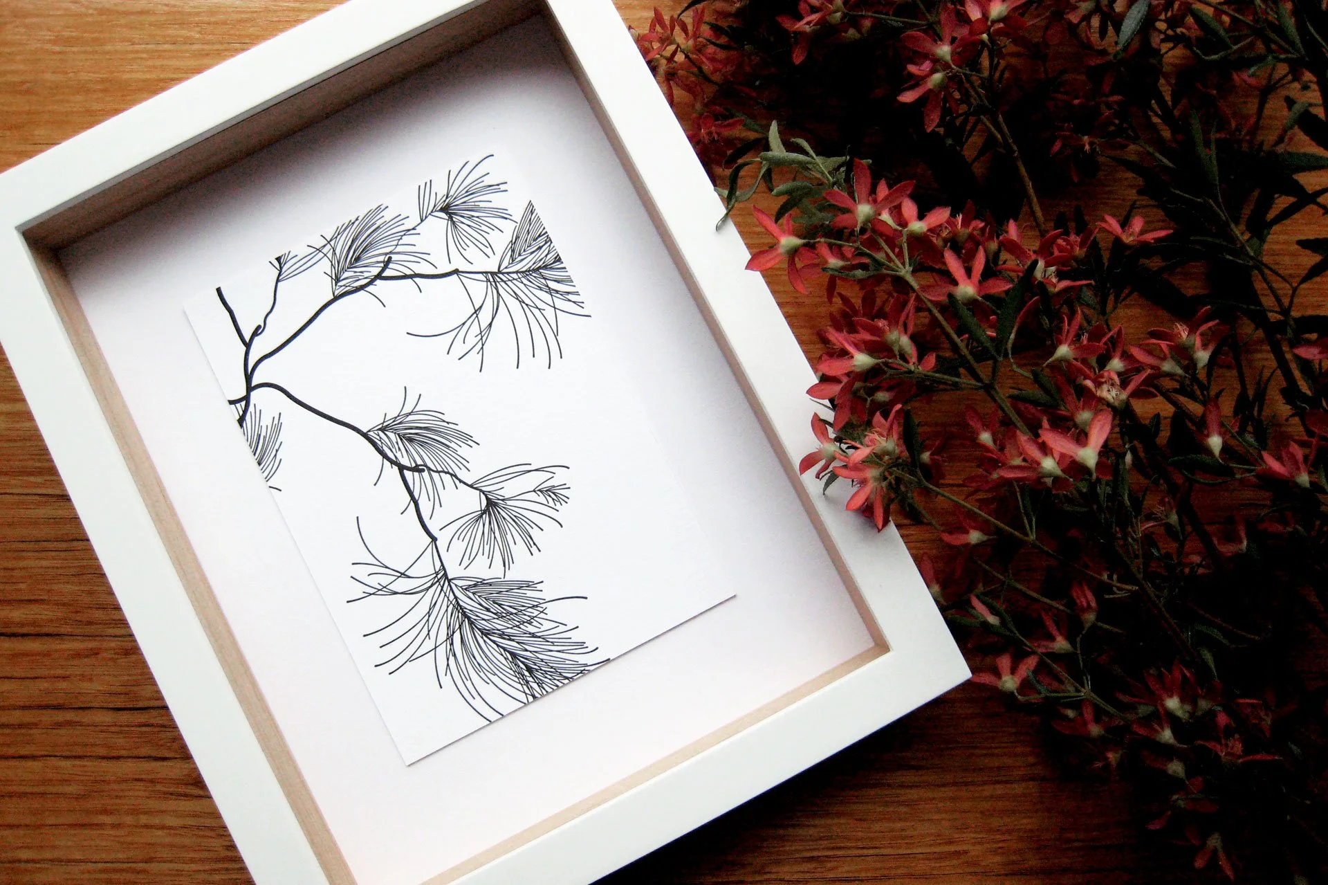 Casuarina