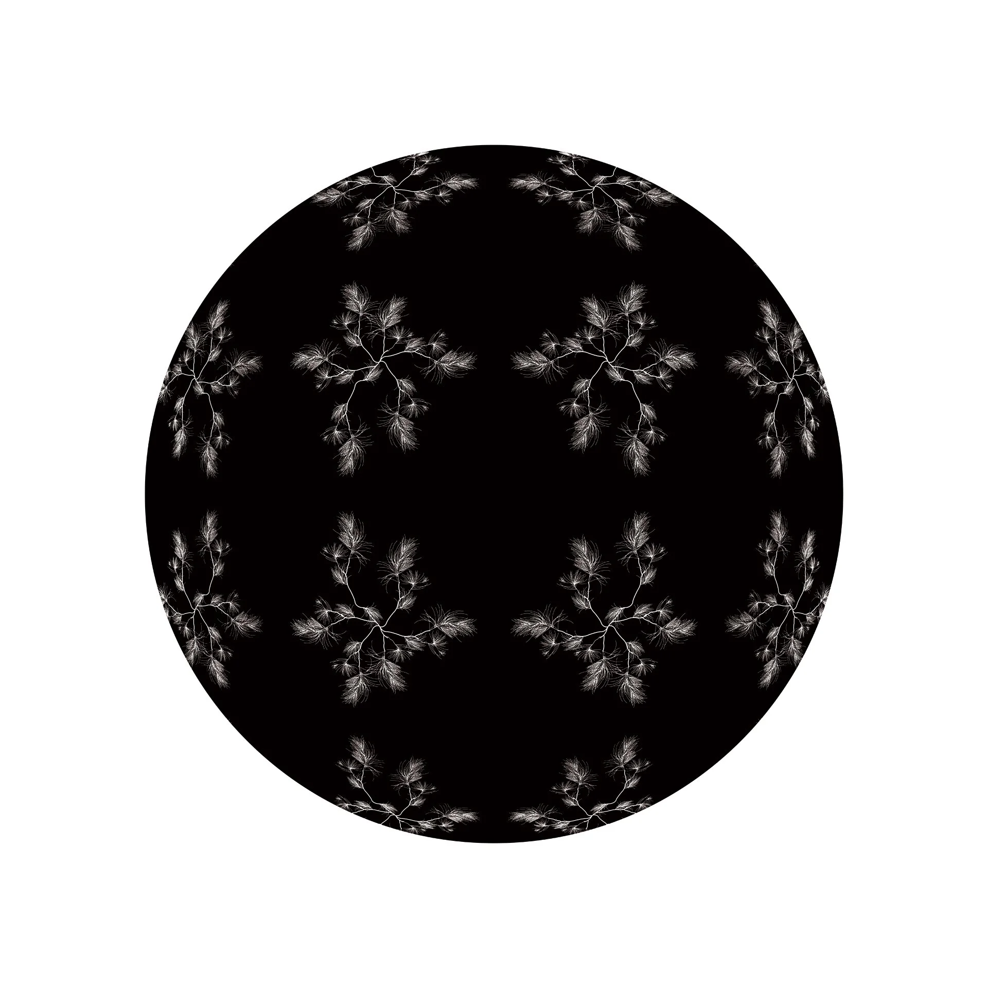 Casuarina Dome by KT Doyle, white Casuarina foliage arranged in a circular botanical pattern on black