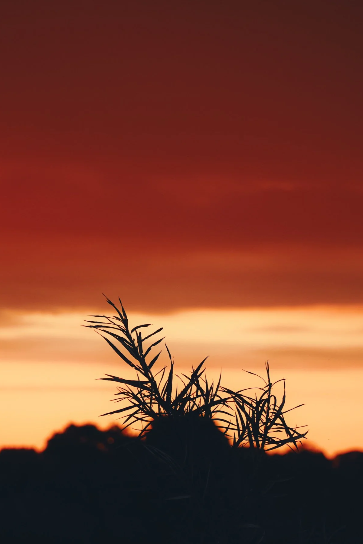 DSC02388.png