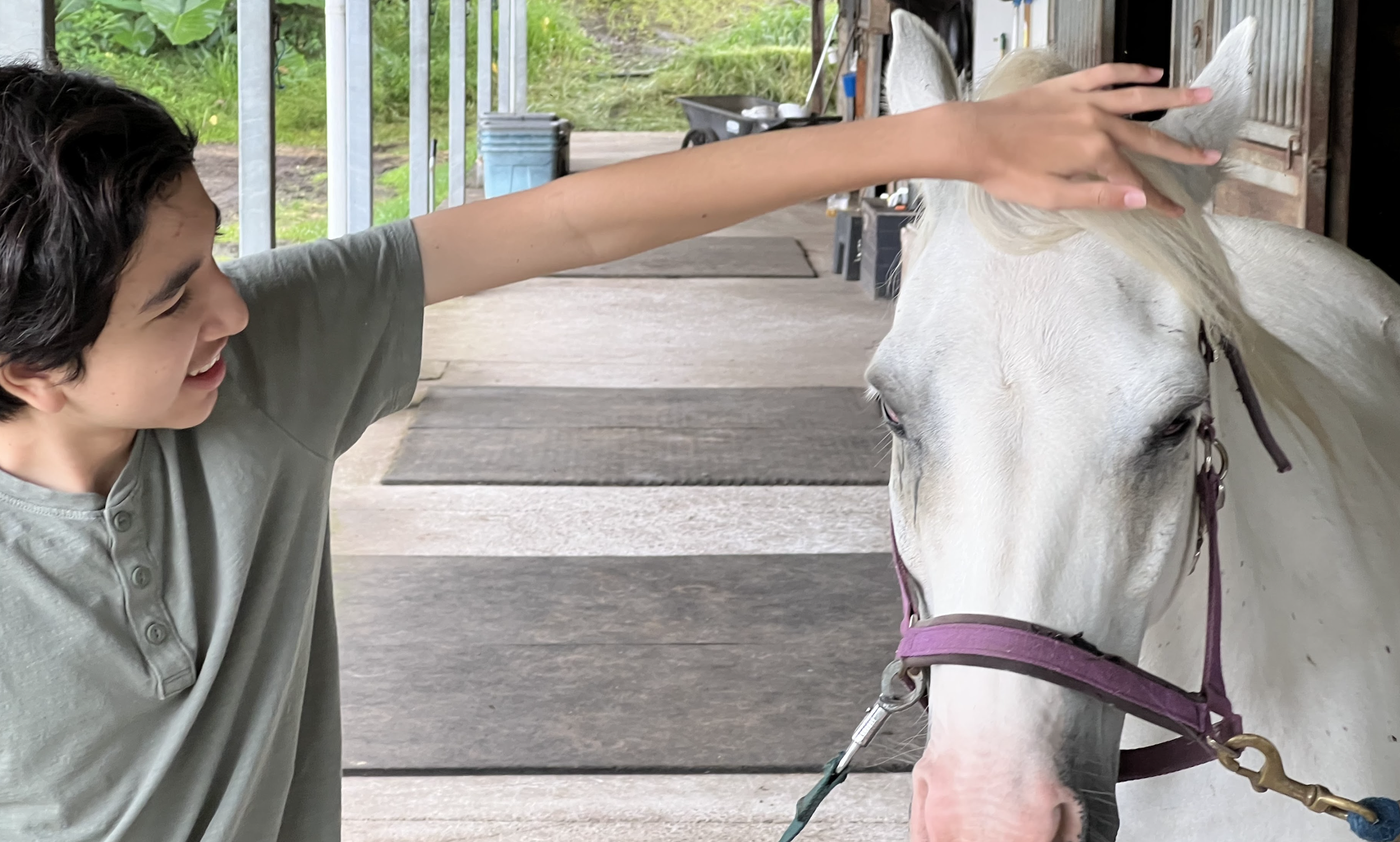 A young boy with dark, curly hair reaching out to pet a white horse with a pink halter in a stable.