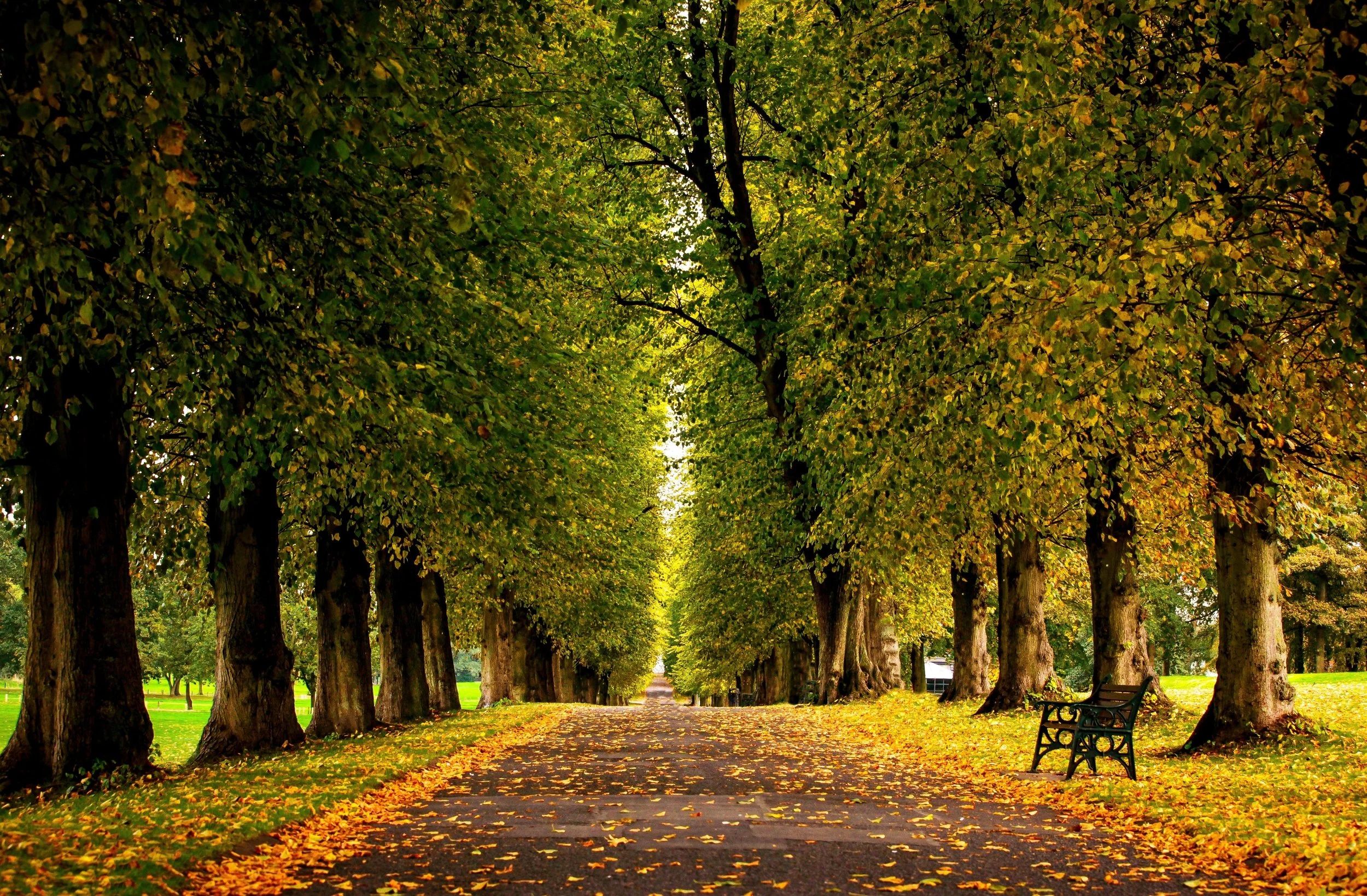 A peaceful tree-lined park pathway with fallen leaves on the ground, green foliage overhead, and a black park bench on the right side.