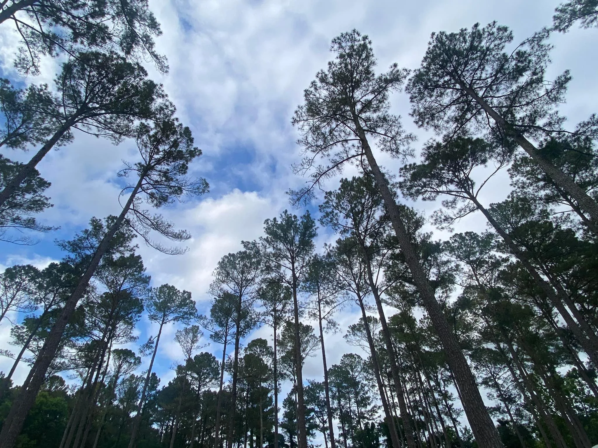 Looking up at tall pine trees against a partly cloudy sky.