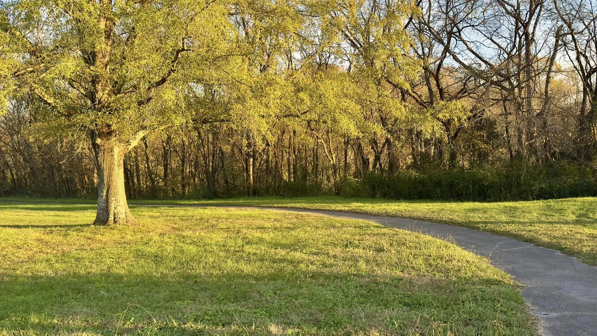 A park with a large tree on the left and a winding concrete pathway on the right, with grass and trees in the background during late afternoon sunlight.