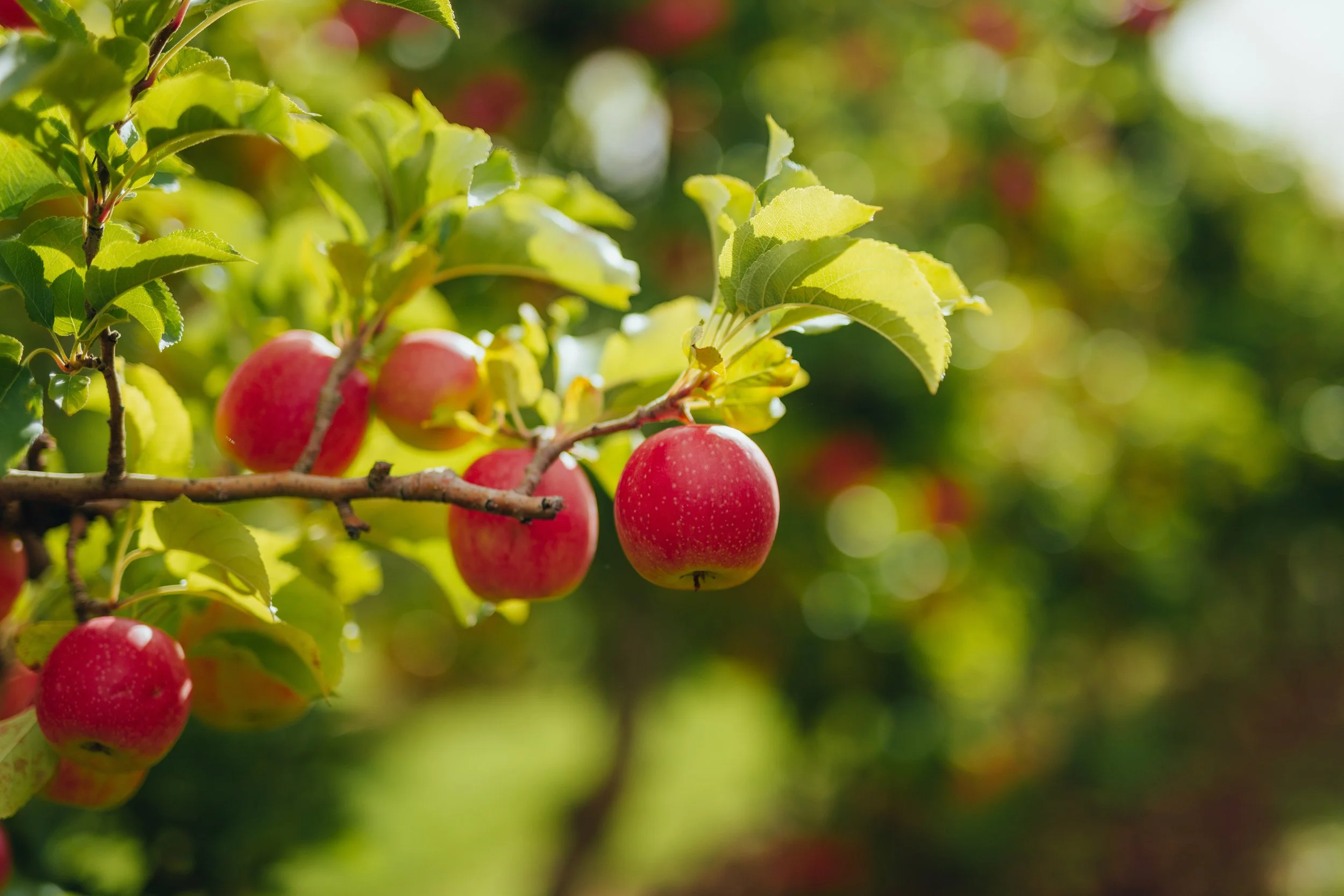 close up apple again  .jpg
