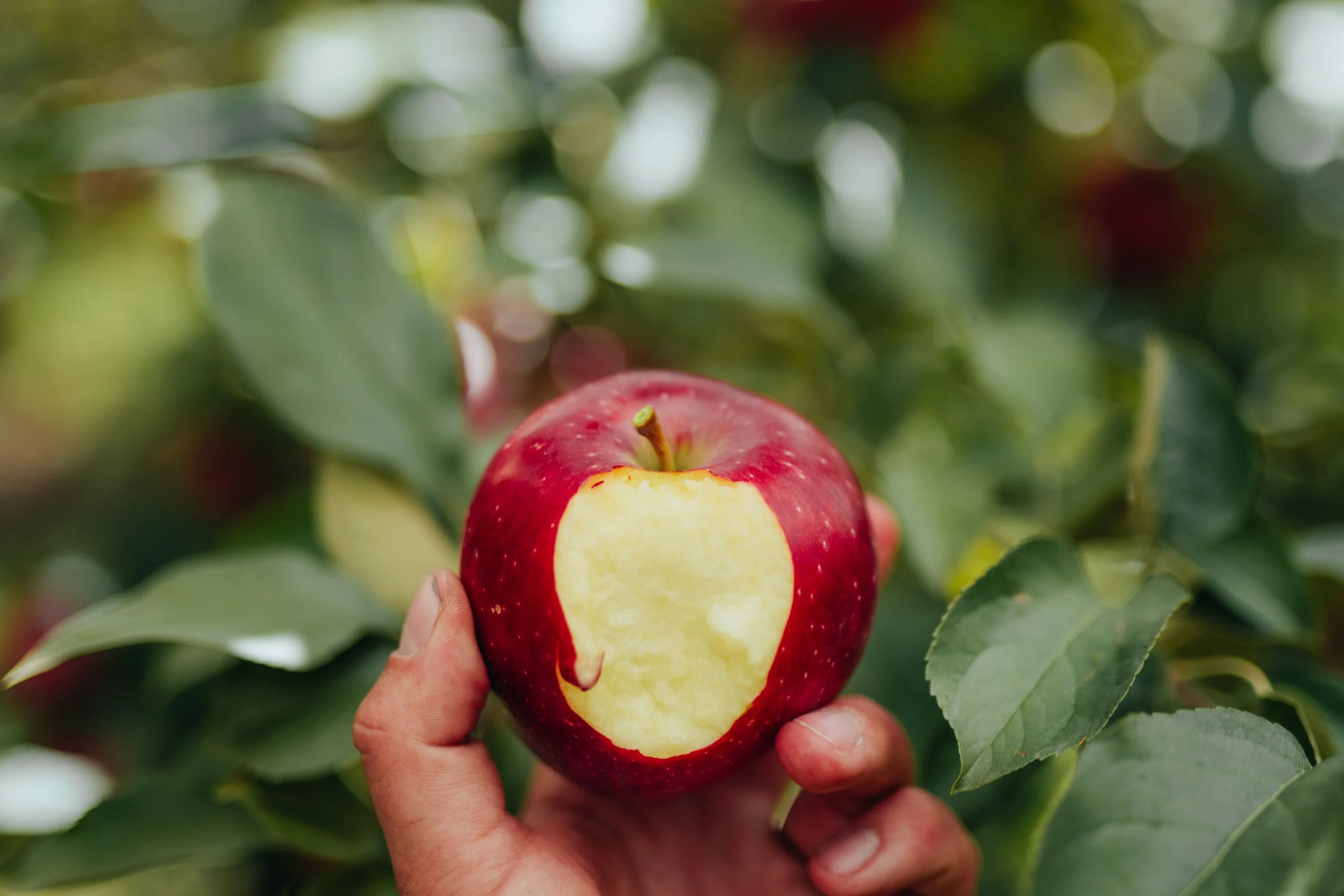 7s apple in hand 1 for website .jpg