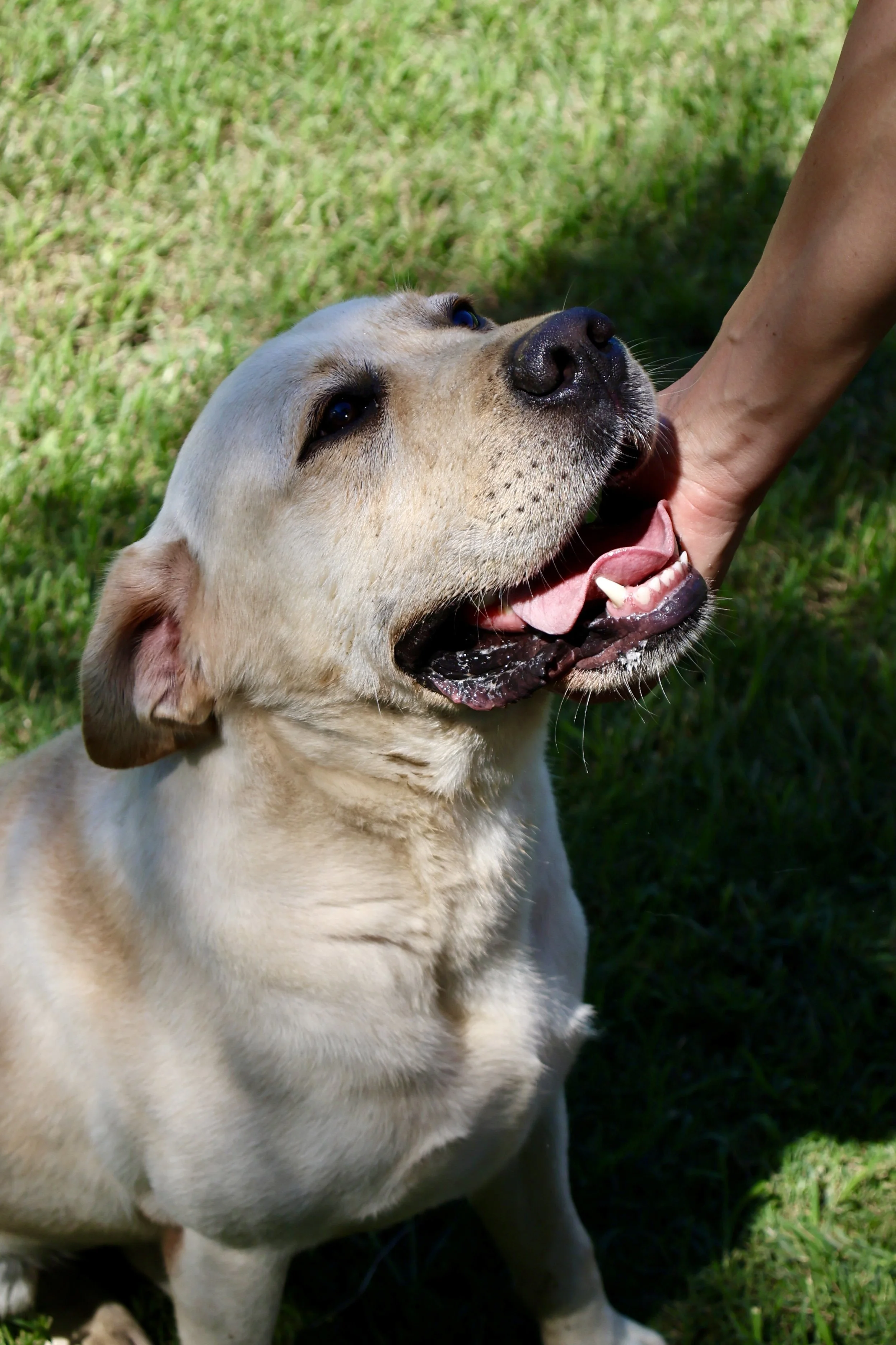 Golden retriever dog smiling while a person's hand pet its neck in a grassy area.