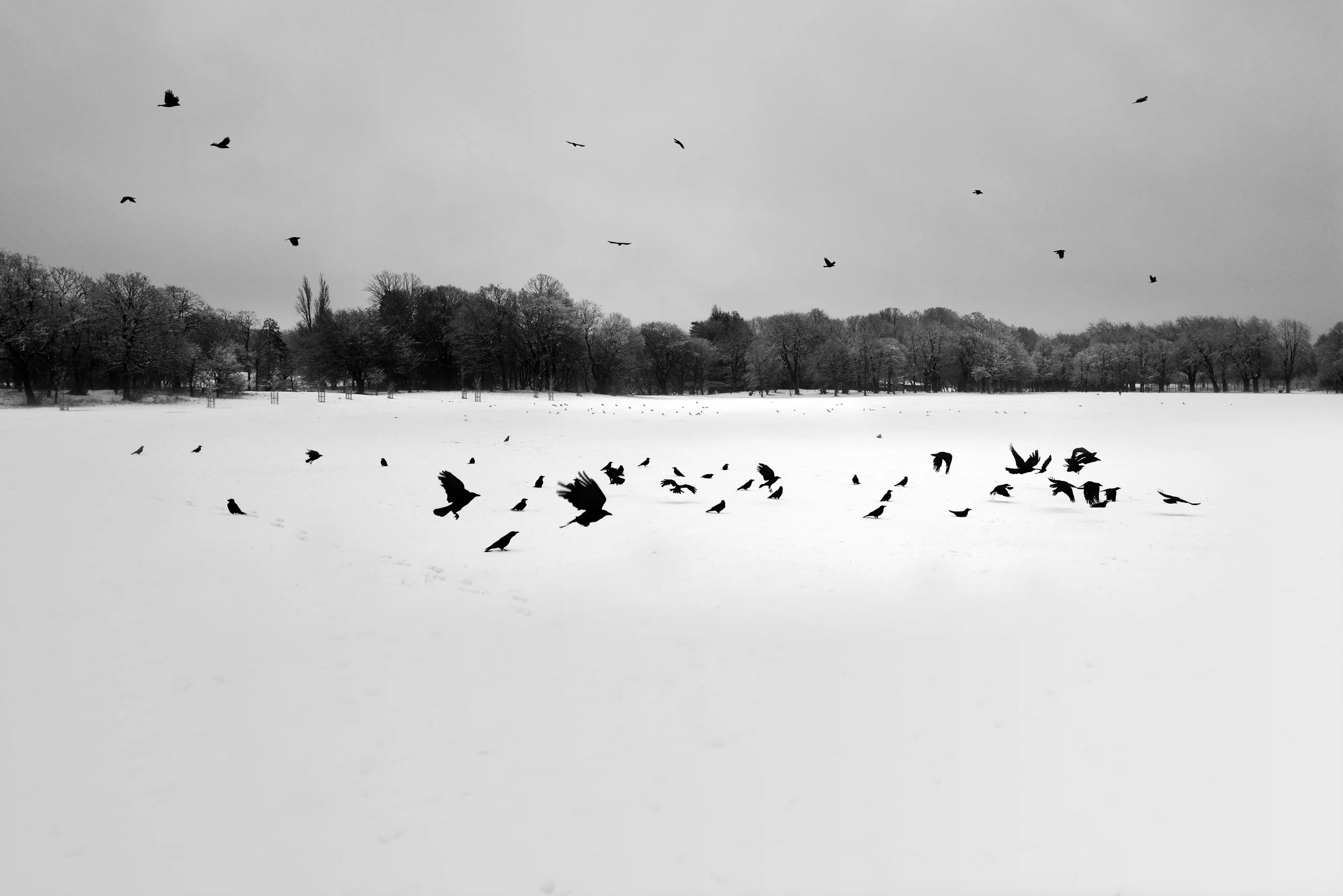 Black silhouettes of birds flying and resting on snow-covered ground in a winter landscape with trees in the background.