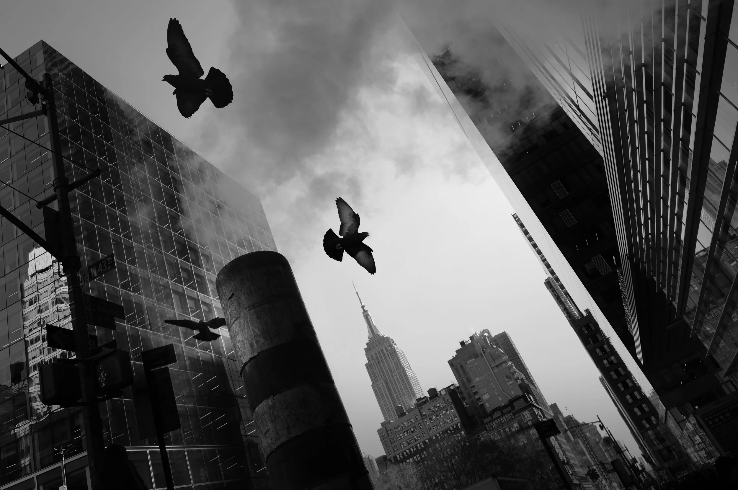 Black and white photo of a city street view with tall modern glass skyscrapers, the Empire State Building in the background, and birds flying overhead.