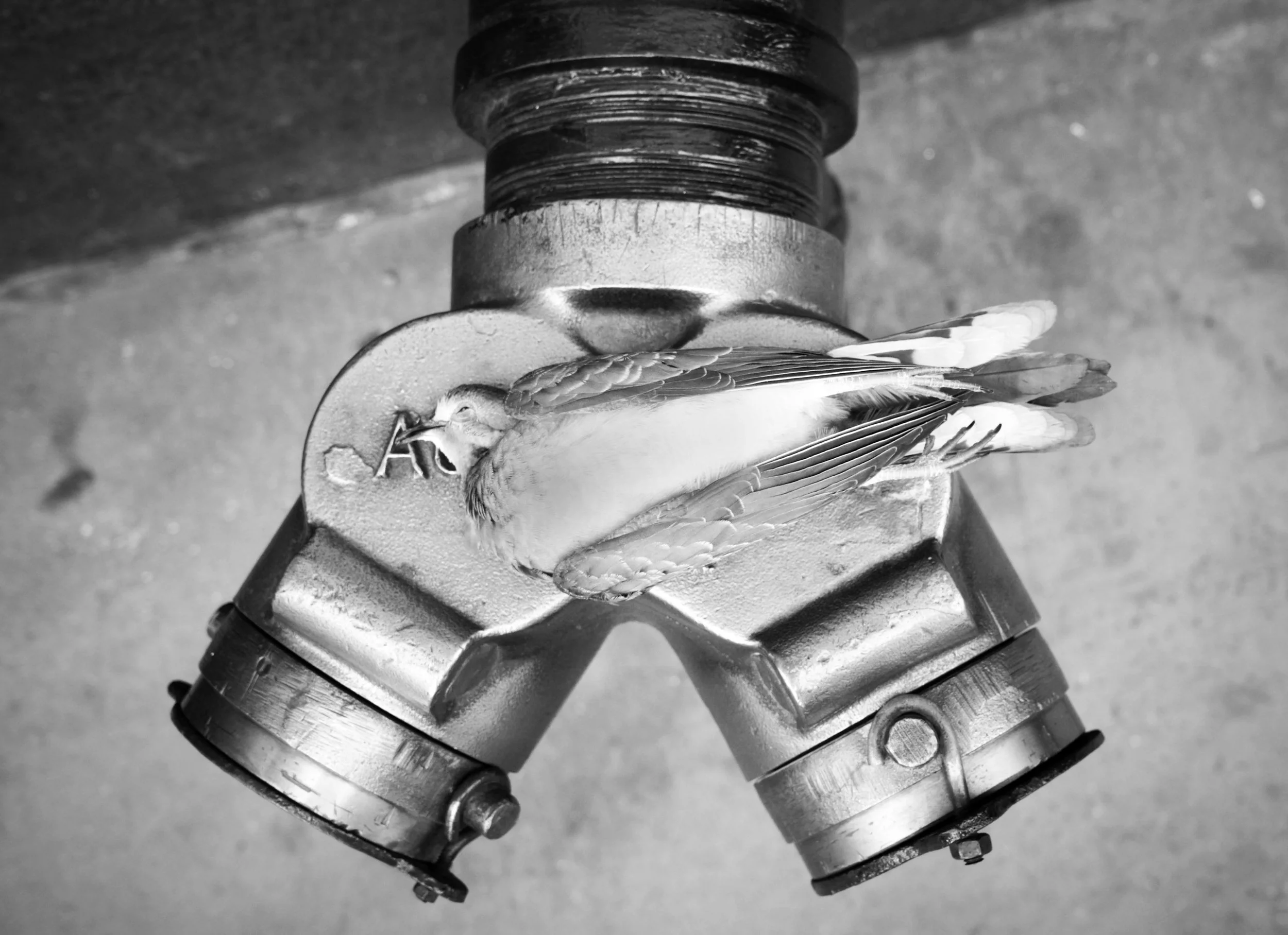 Black and white photo of a small bird resting on a mechanical pipe fitting with a circular plate. The background appears to be a textured concrete surface.