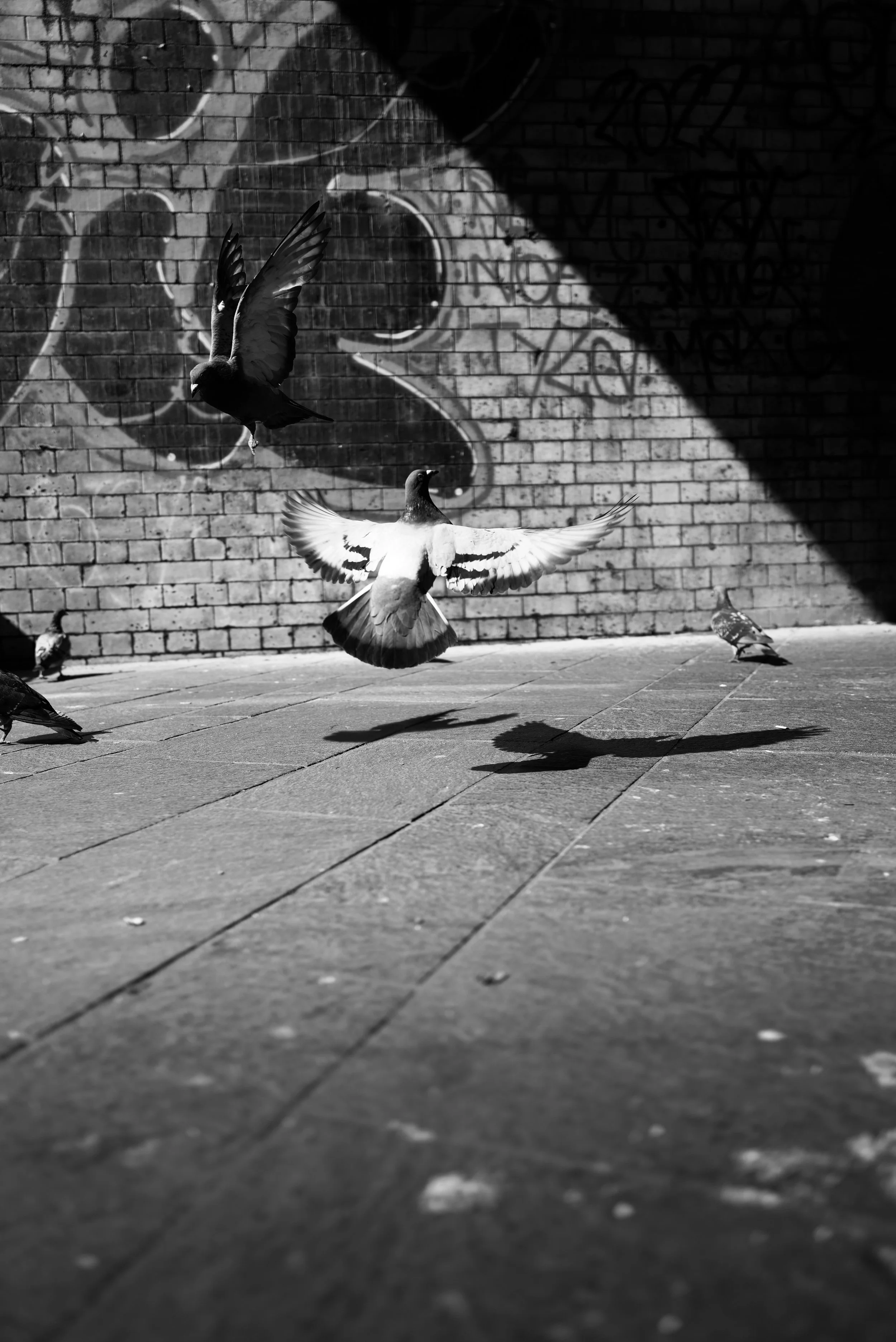 Black and white photo of pigeons flying and on the ground near a brick wall with graffiti.