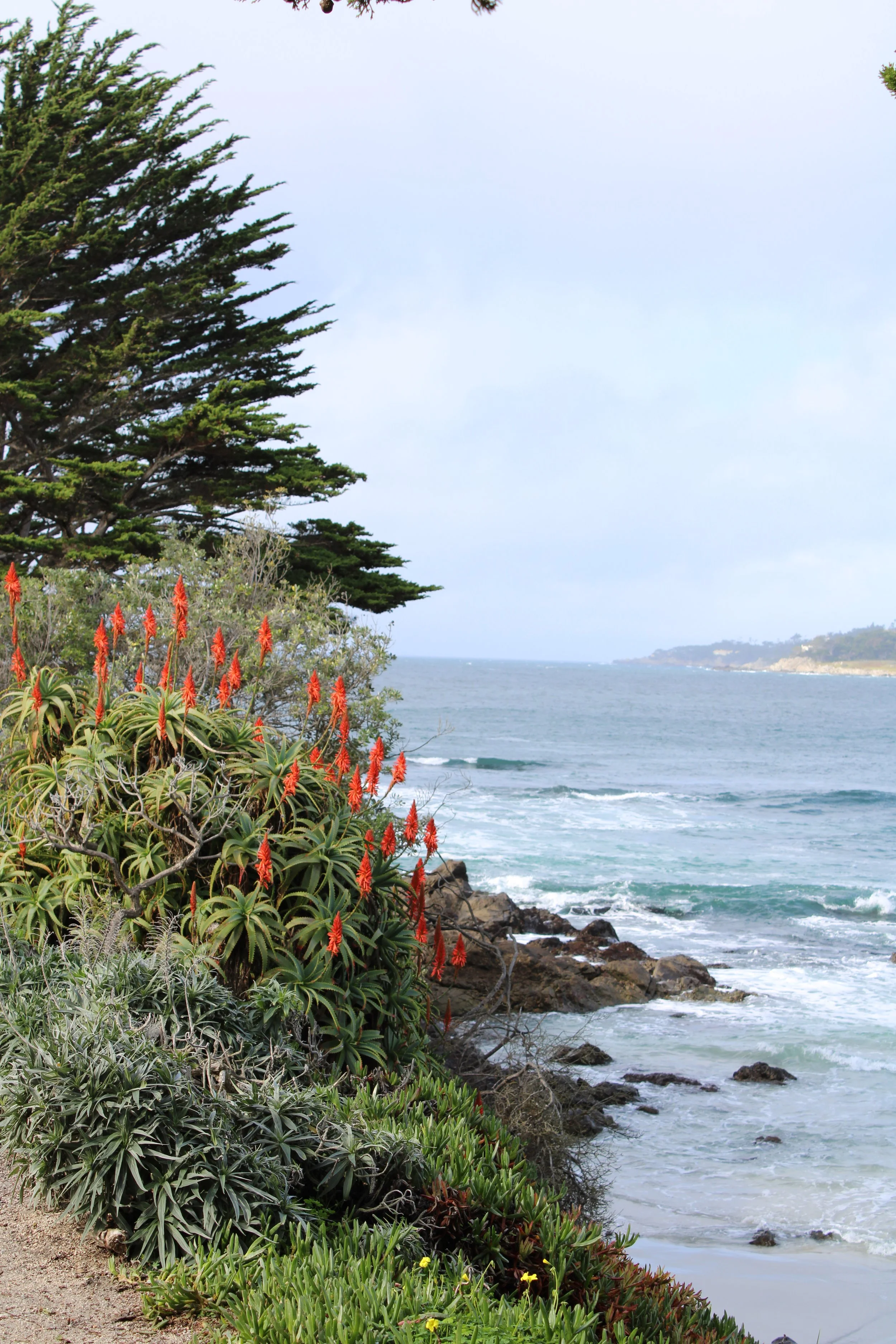 A coastal landscape featuring a rocky shoreline, ocean waves, a tree, and various plants with red flowers.