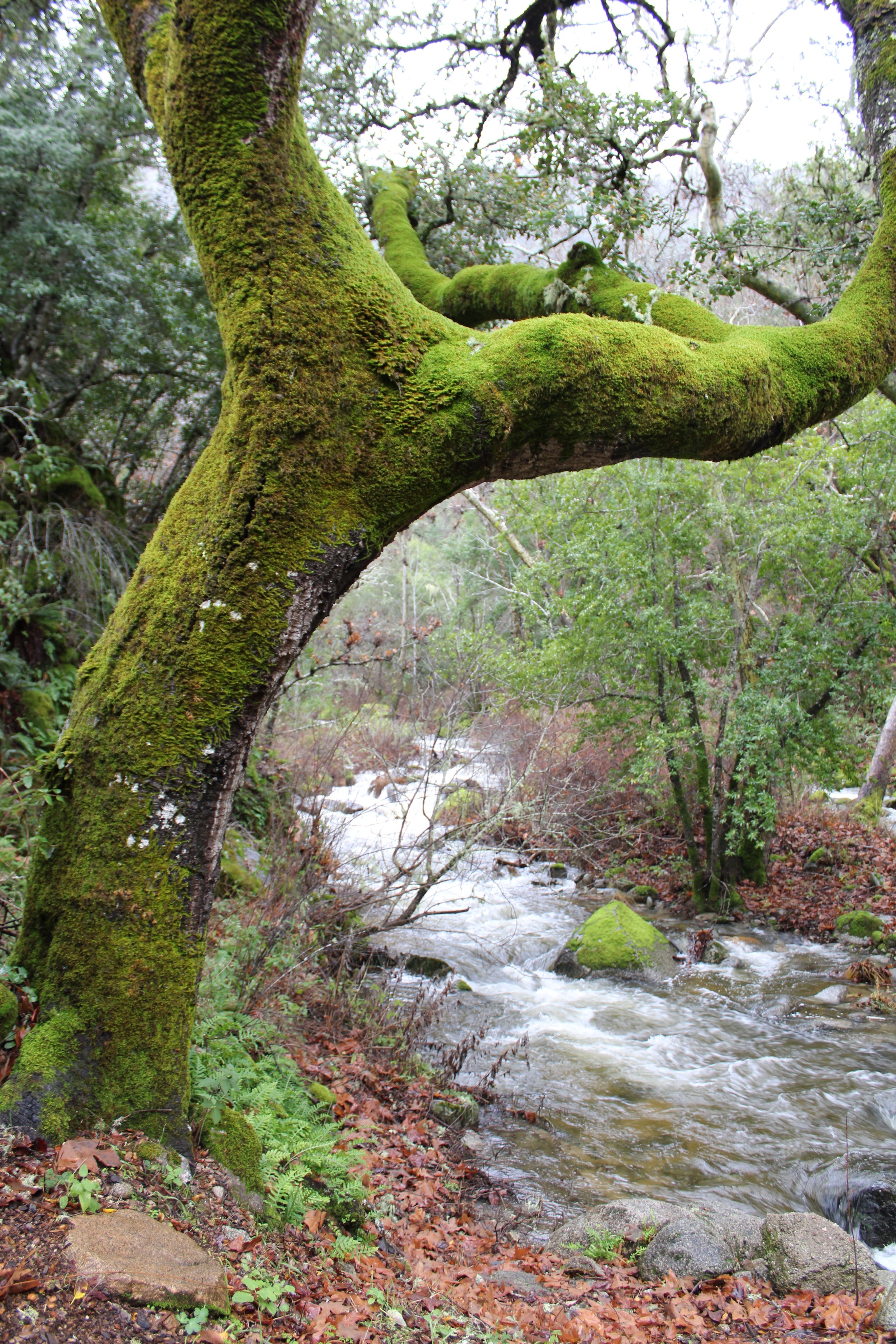 A moss-covered tree with a thick trunk and branches extending over a flowing creek in a forest.
