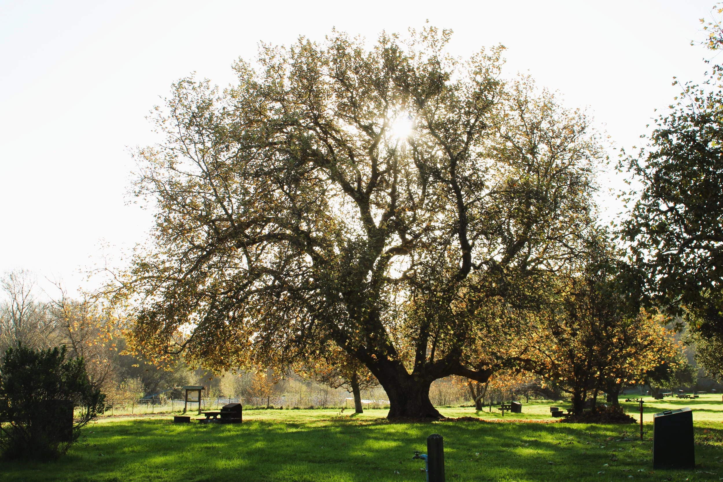 IMG_0553 radiate.JPG