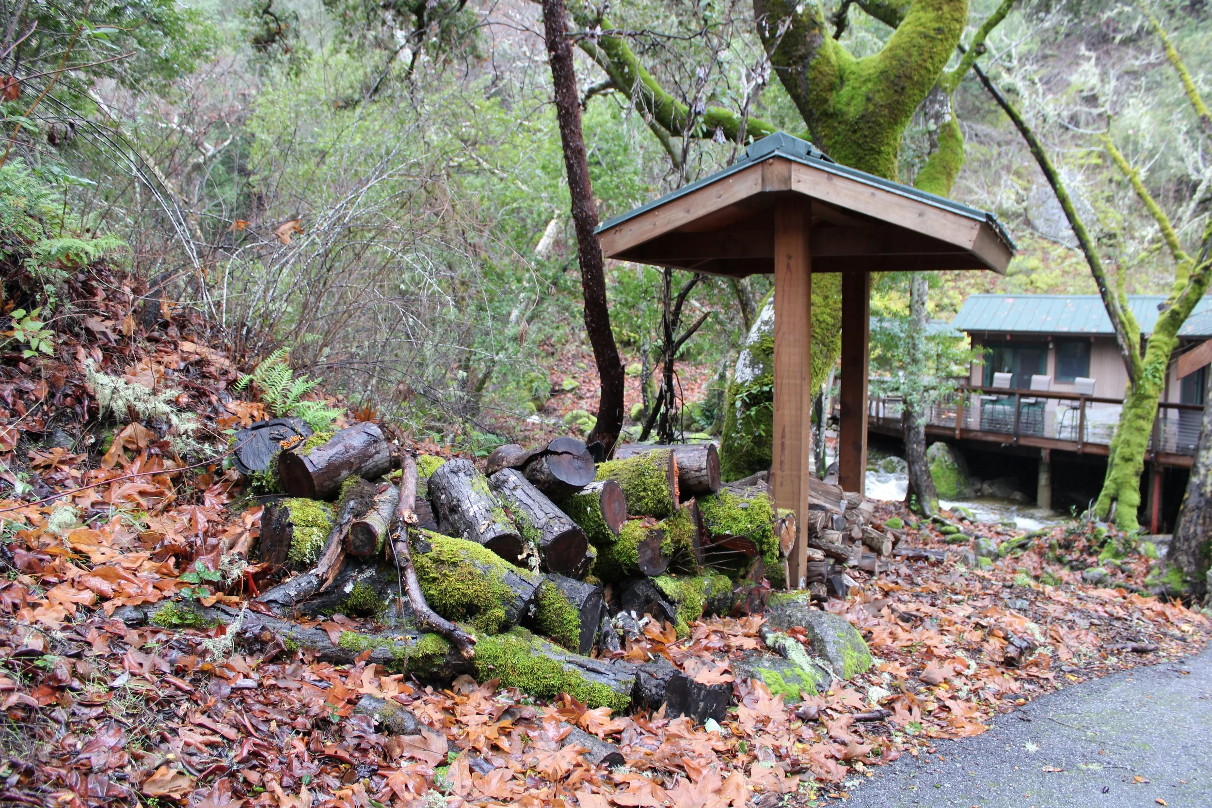 Stacked firewood and moss-covered logs near a wooden shelter on a forested hillside with fallen leaves, trees, and a cabin in the background.