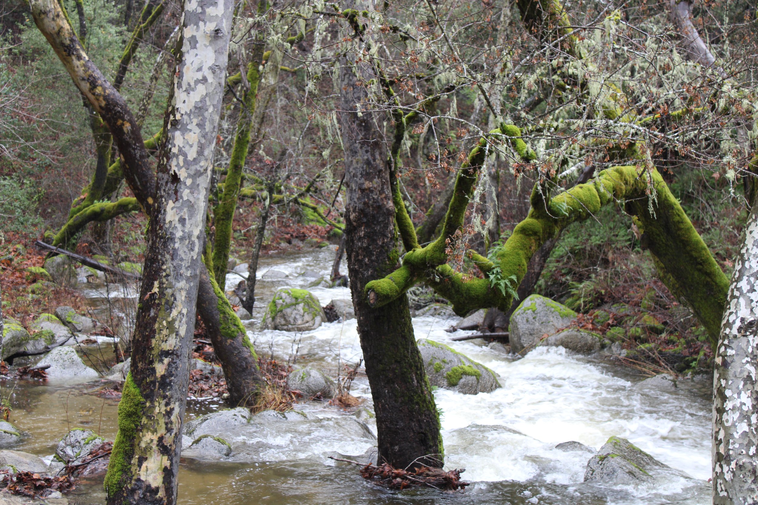 A forest scene with a flowing creek, moss-covered trees, and rocks.