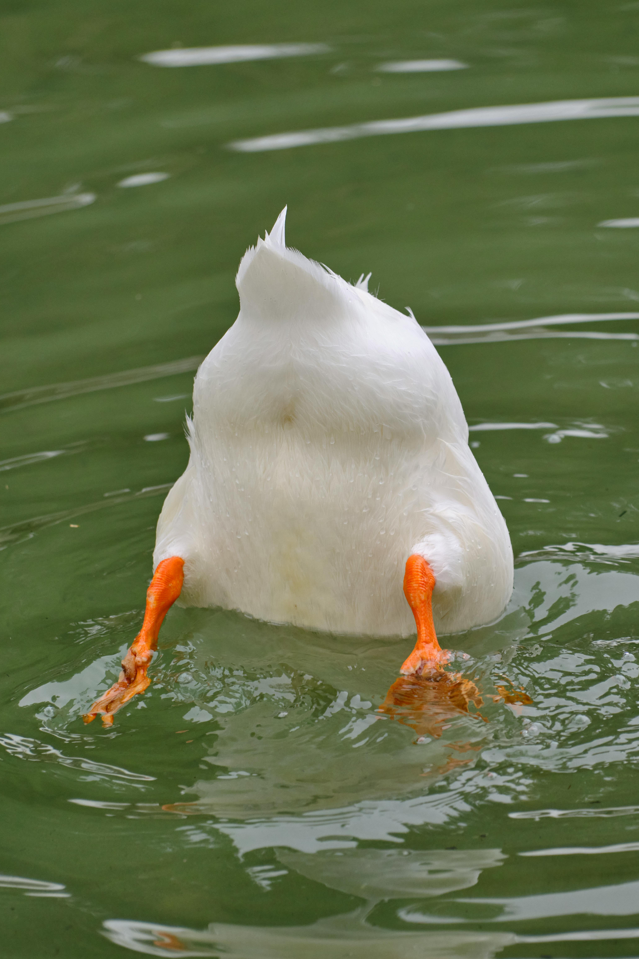 A close up photo of a white duck diving into the water, legs suspended in the air
