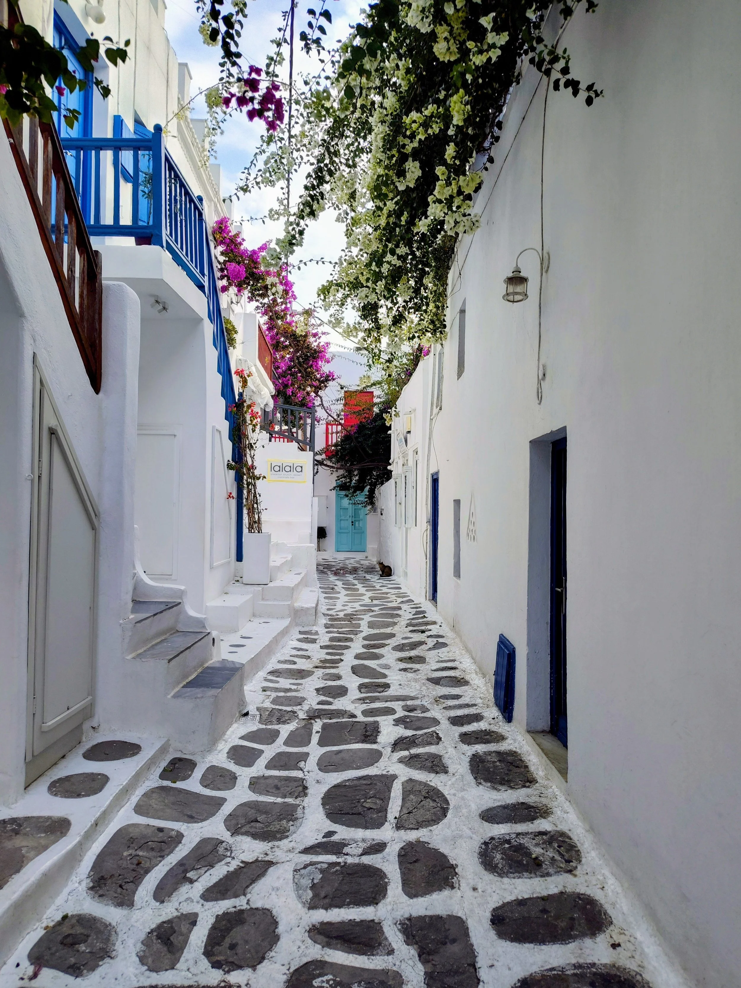 Sunrise Travel: Boutique Greece land tours exploring the historic white-washed labyrinth of Mykonos, featuring cascading purple flowers and a local cat.