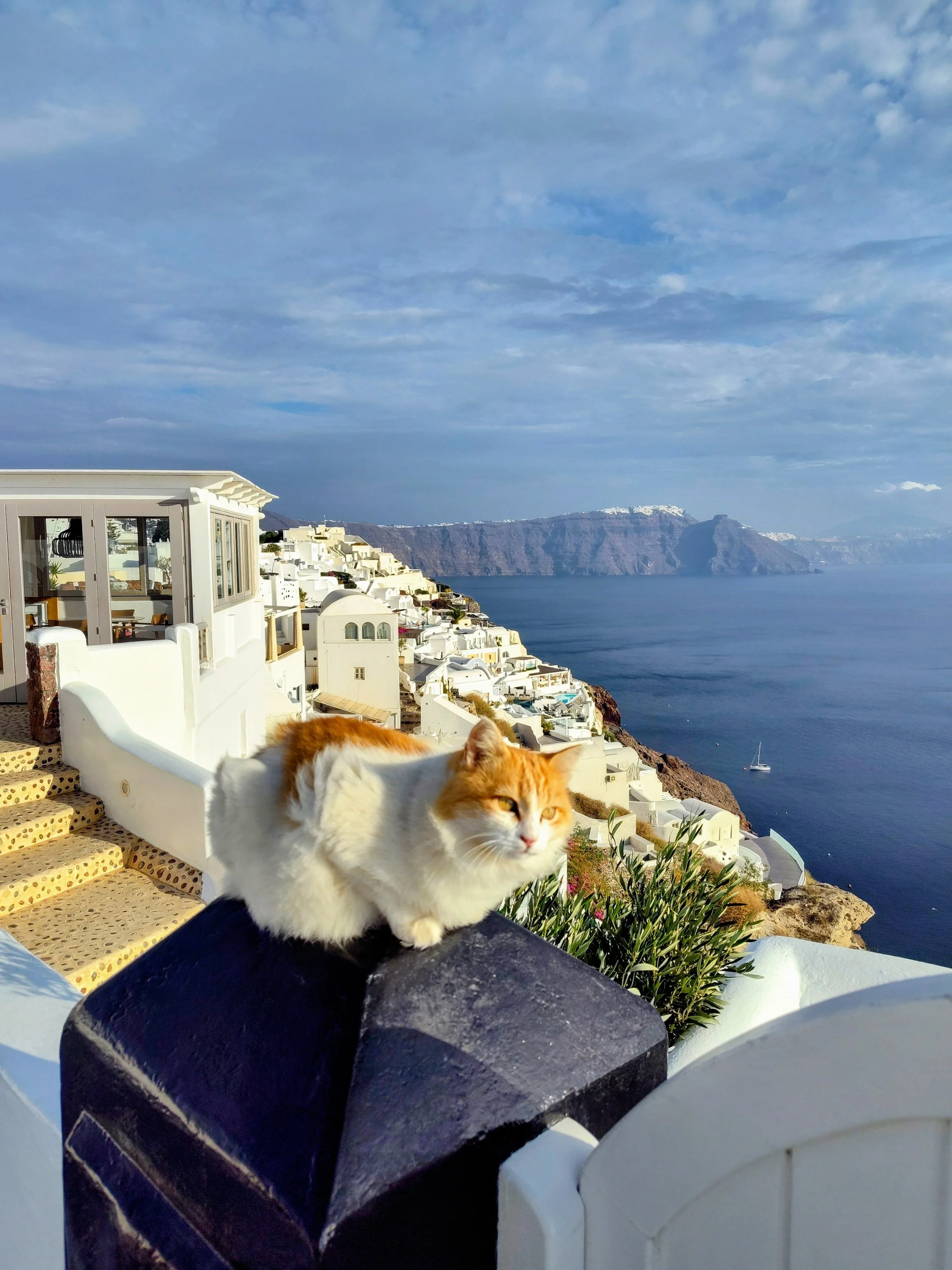 An orange cat sitting on a post overlooking Santorini, Greece, captured during a Sunrise Travel boutique land journey