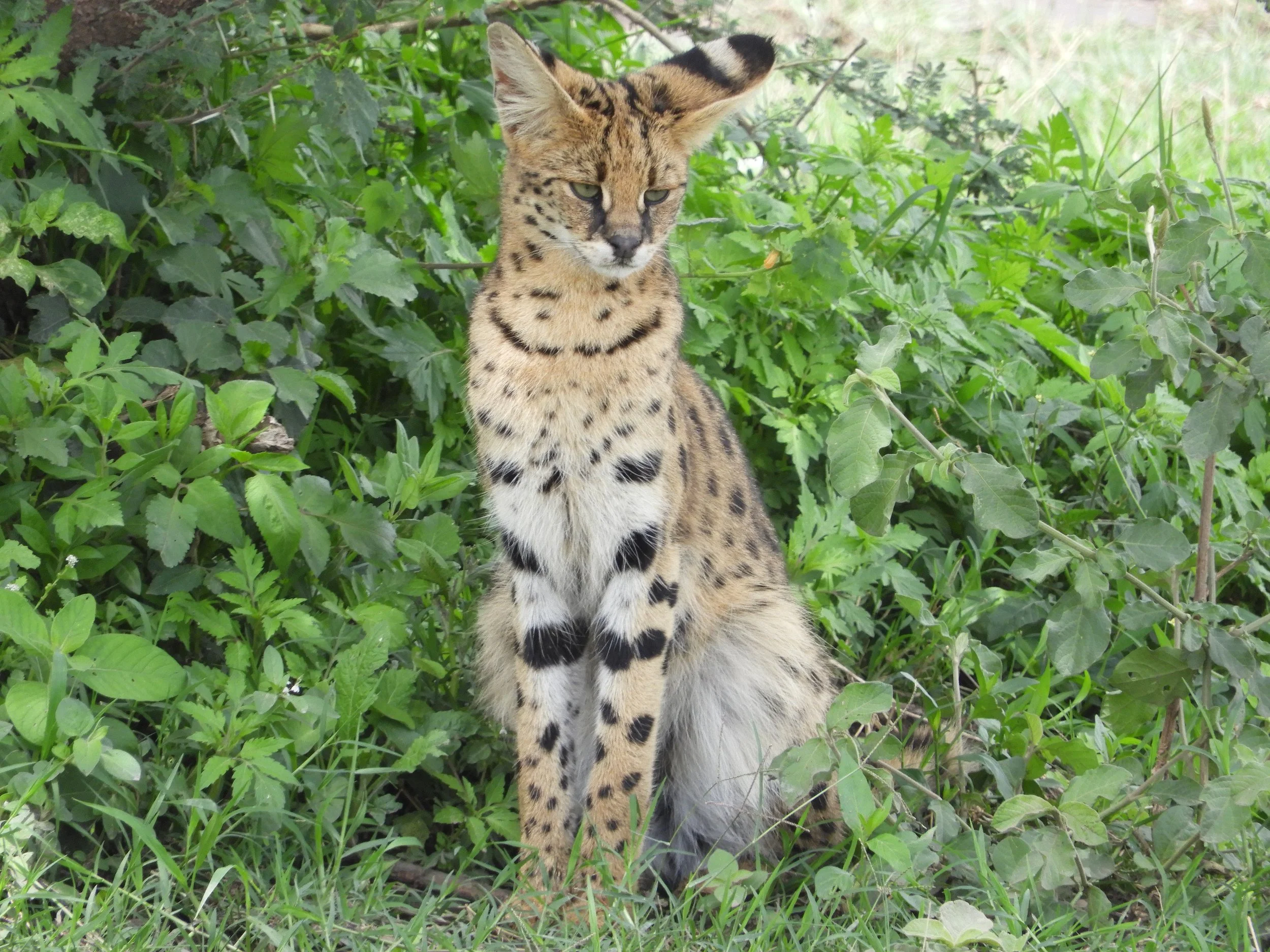 A rare wild serval cat with distinct spots standing in the tall grass of the African savannah, representing luxury premiere guided safari tours and global collections by Sunrise Travel