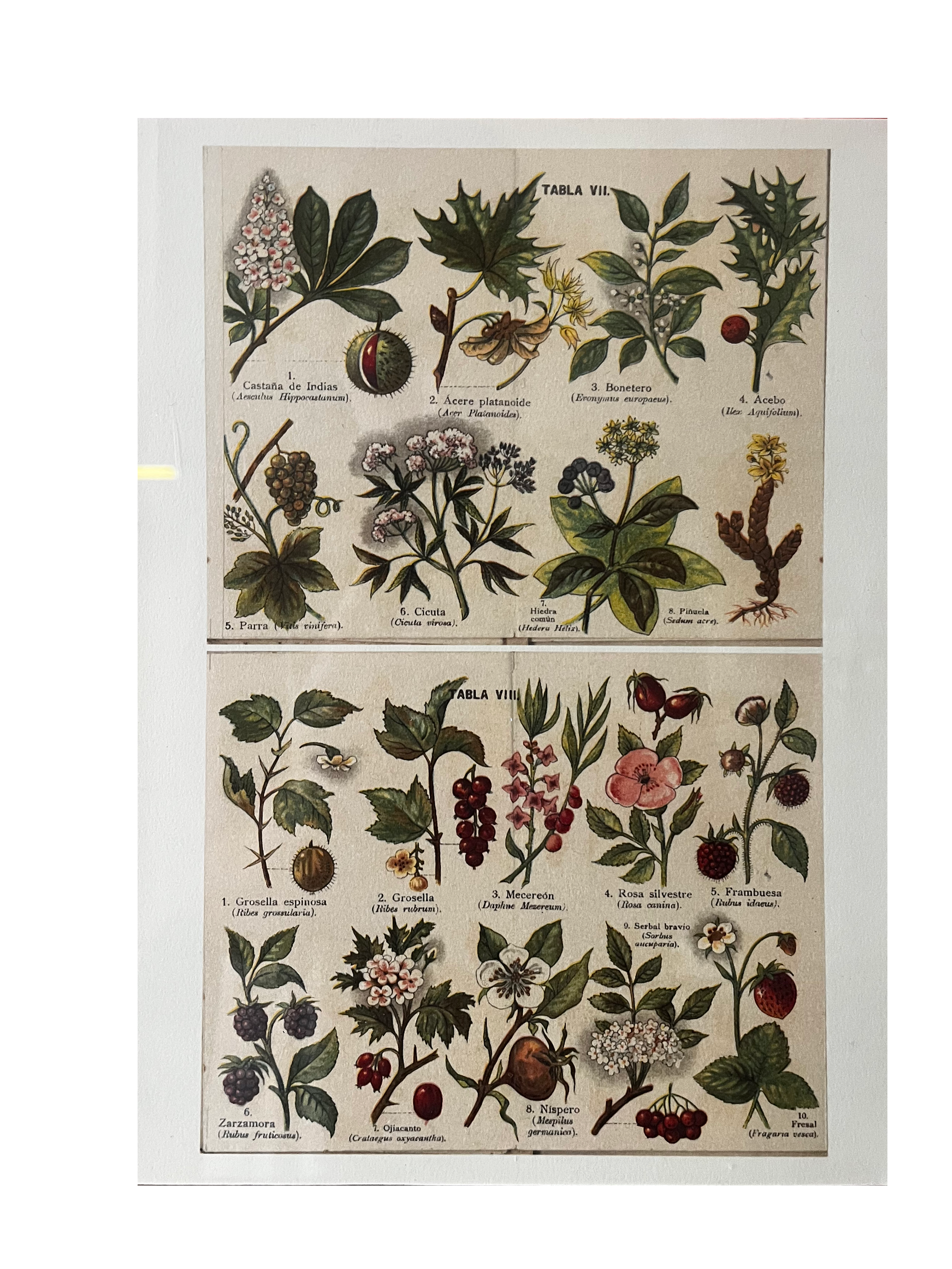 Lámina Decorativa Vegetación