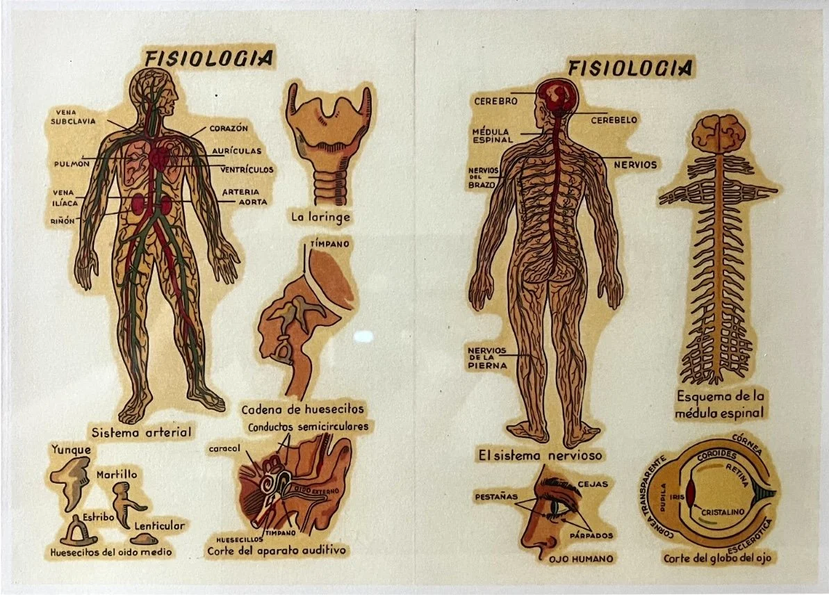 Lámina Decorativa Fisiologia