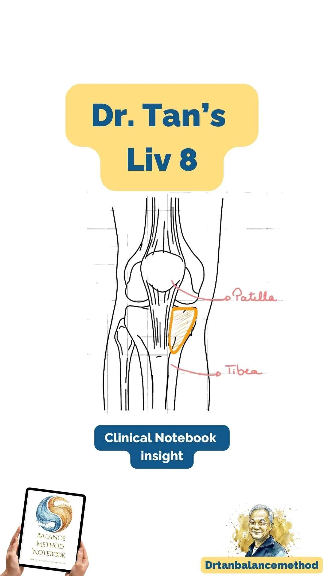 Dr. Tan's Liver 8 (liv8) location on the bone
