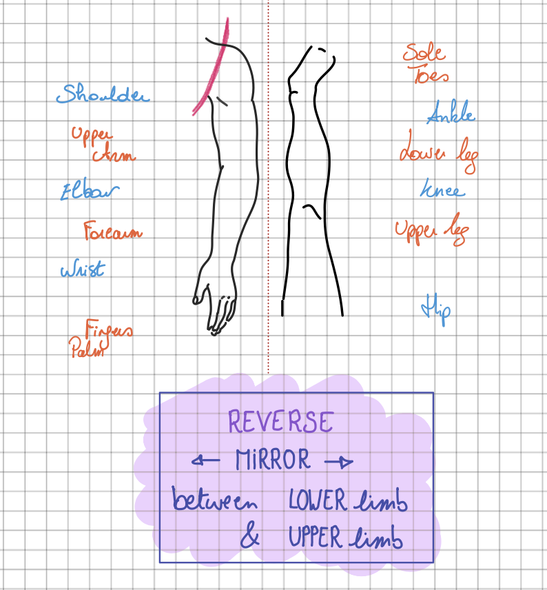 Dr. Tan's Mirroring & Imaging: Balance Method Point Selection ...