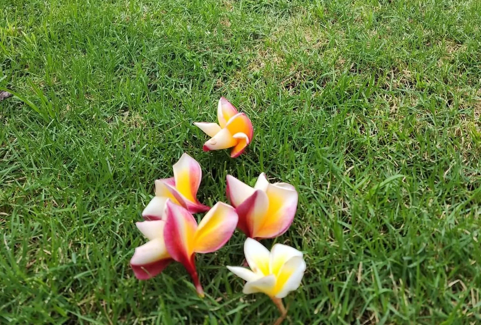 Colorful plumeria flowers on green grass.