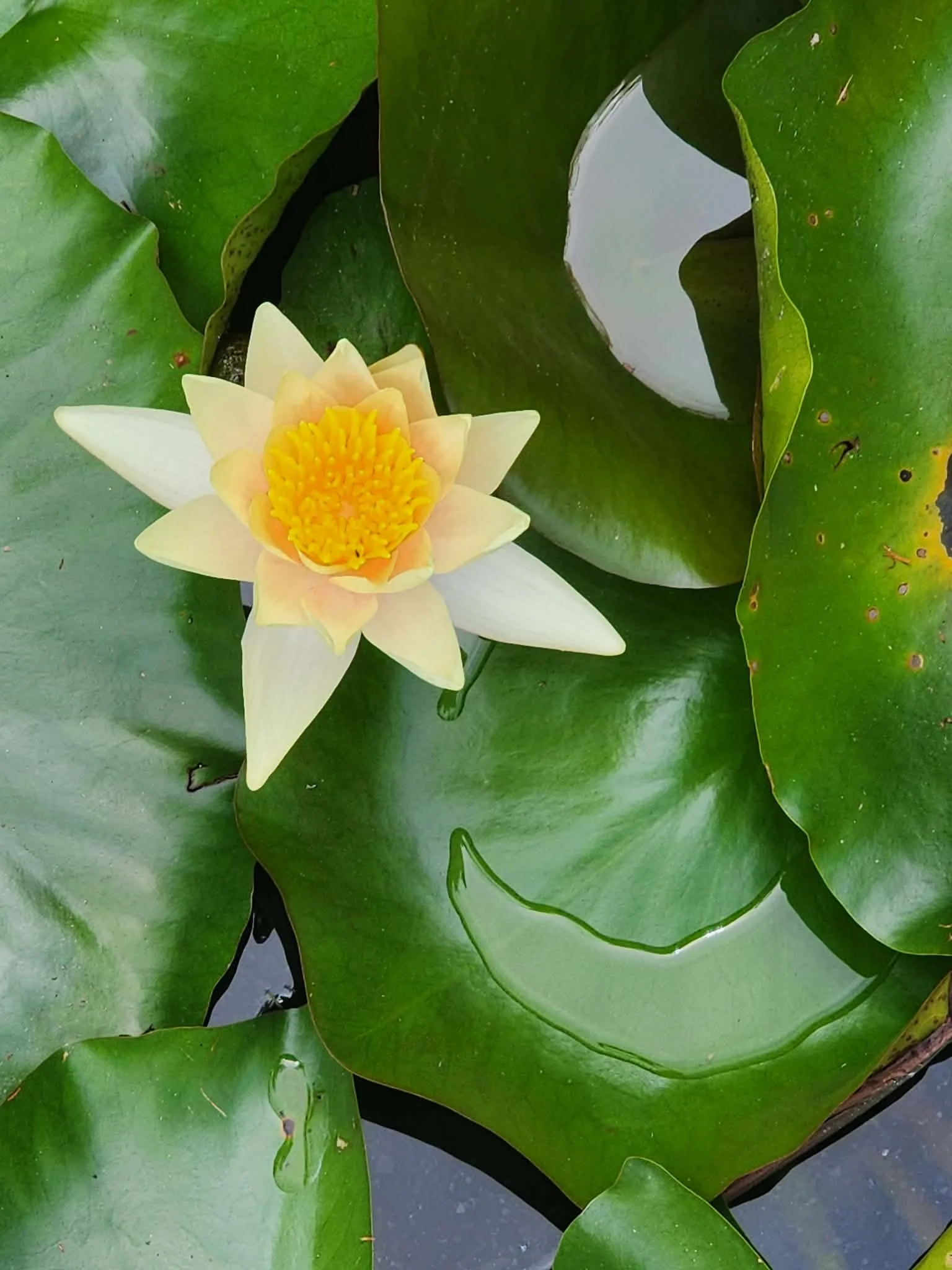 A yellow and white water lily flower floating on a pond, surrounded by large green lily pads.