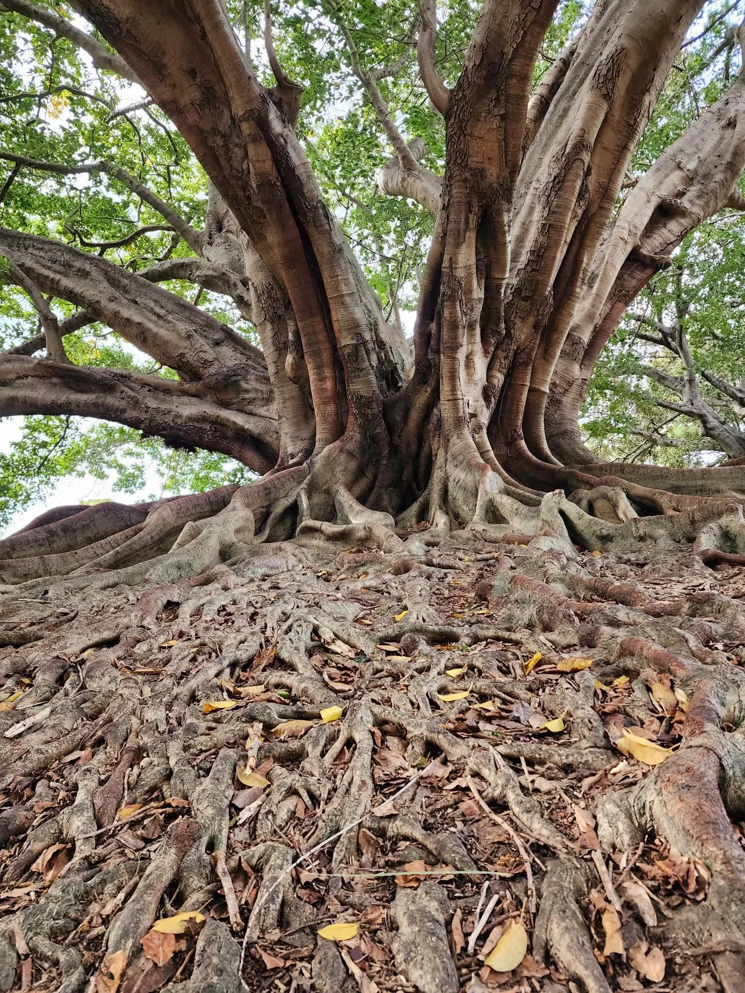 Close-up view of a large, old tree with gnarled roots on the forest floor, green leaves overhead, and sunlight filtering through the branches.