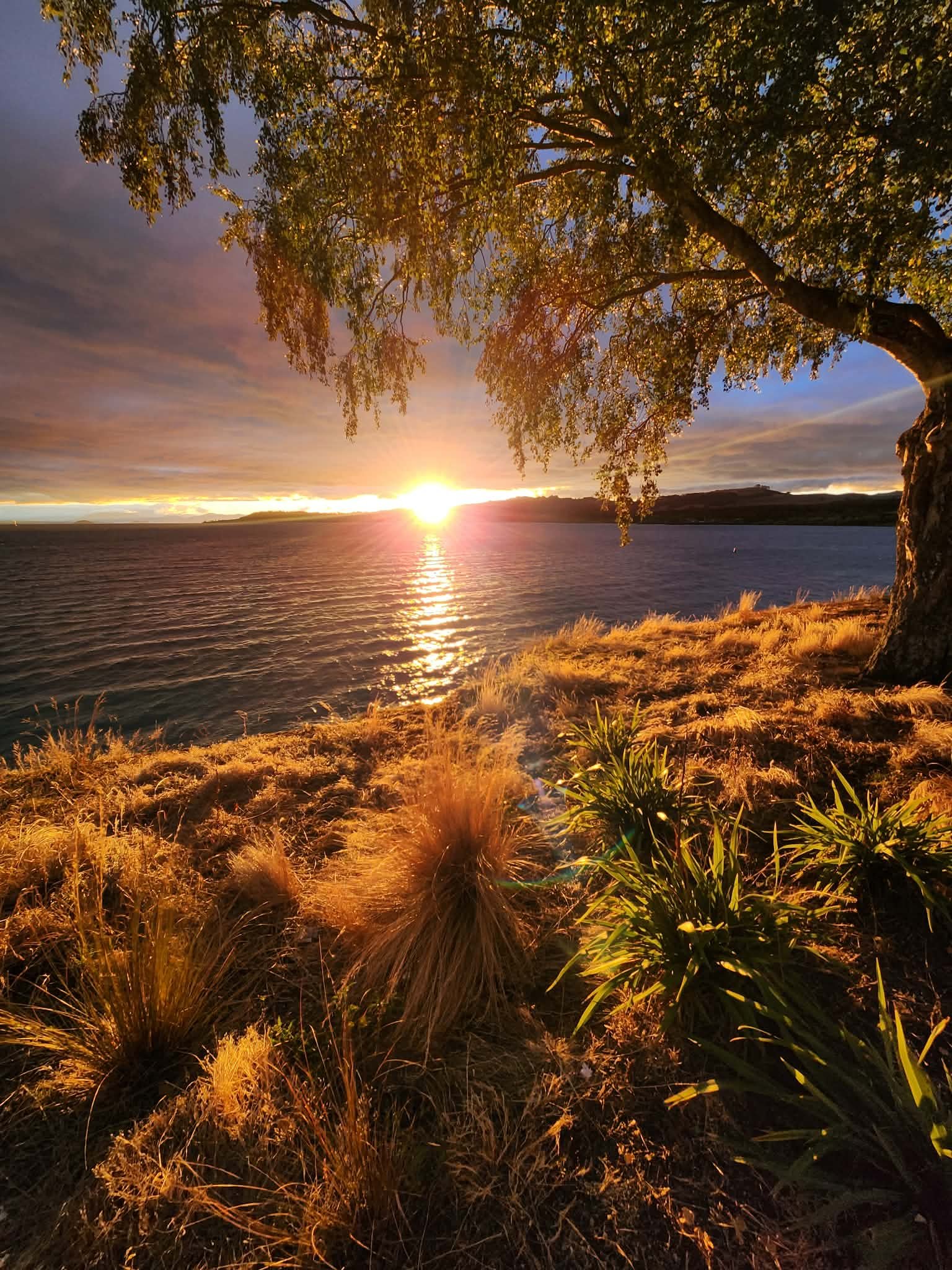 Sunset over a body of water viewed from a grassy shoreline with a tree in the foreground.