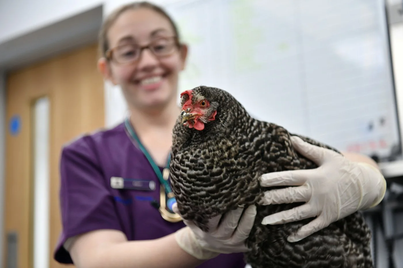 A smiling woman in scrubs holding a large chicken indoors, with a blurred background.