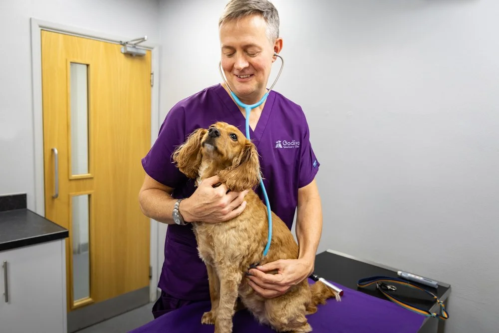 A male veterinarian in purple scrubs smiling while examining a small brown dog with a stethoscope in a veterinary clinic.