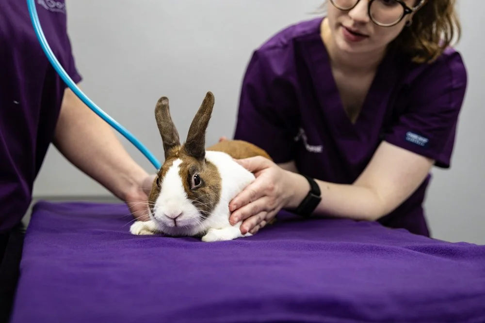 A rabbit with brown and white fur lying on a blue examination table while two veterinarians in purple scrubs examine it.