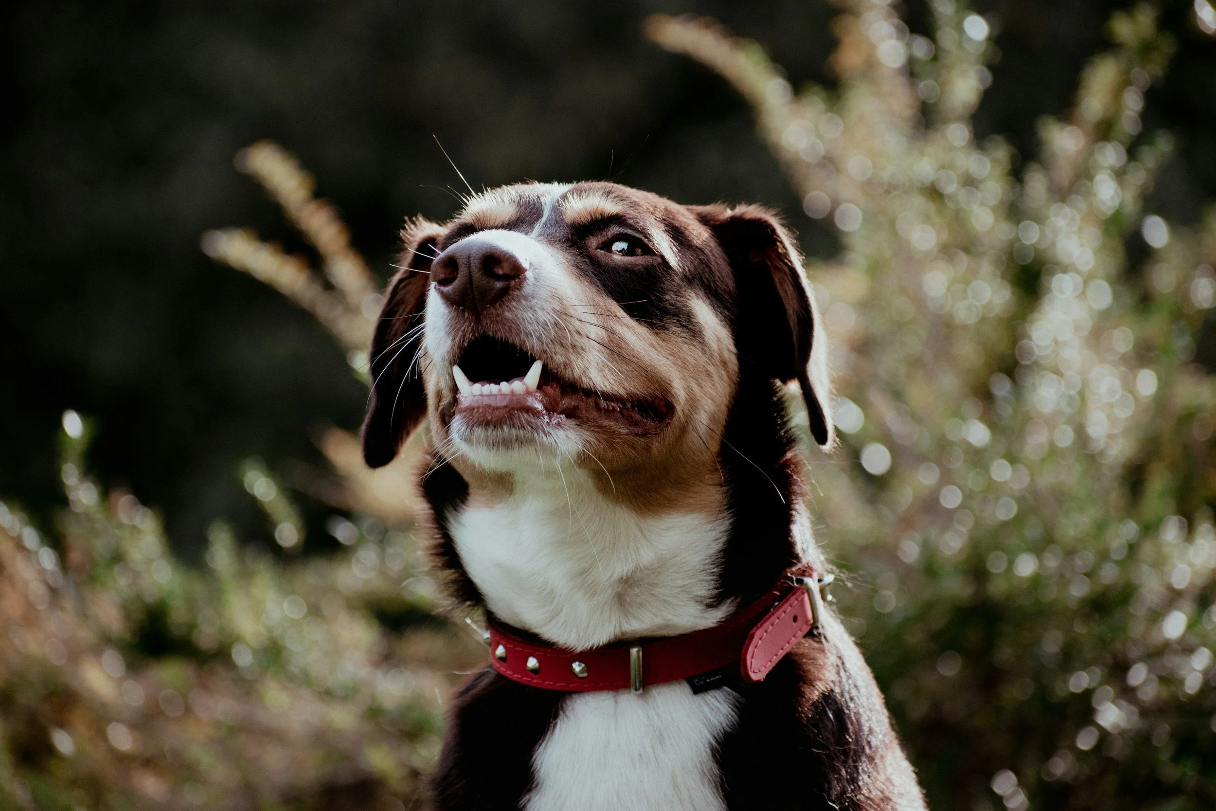 A close-up of a happy dog with a brown and white coat, wearing a red collar, against a background of blurred trees and sunlight.