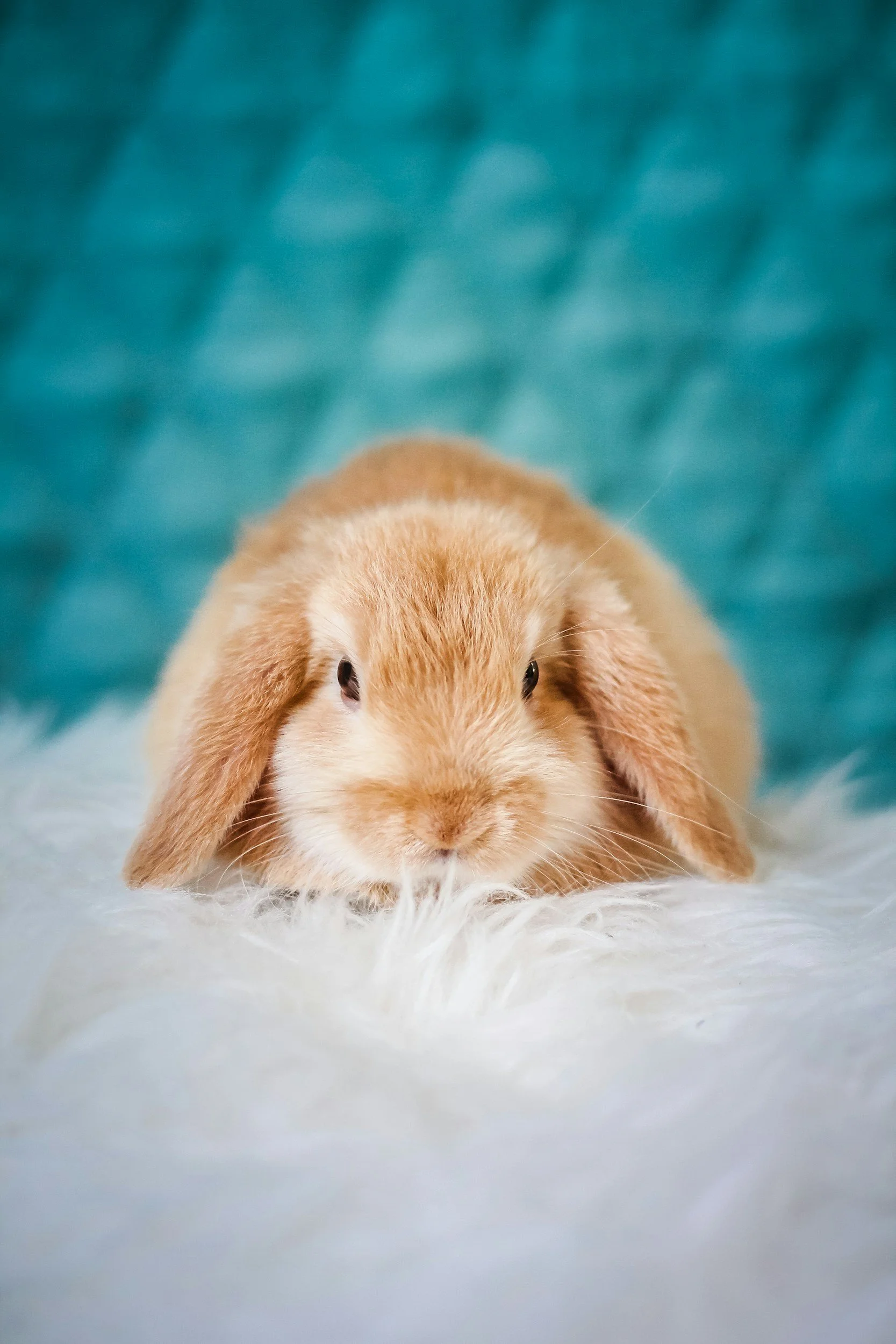 A close-up of a small, brown rabbit with long ears, lying flat on a white fluffy surface with a turquoise background.