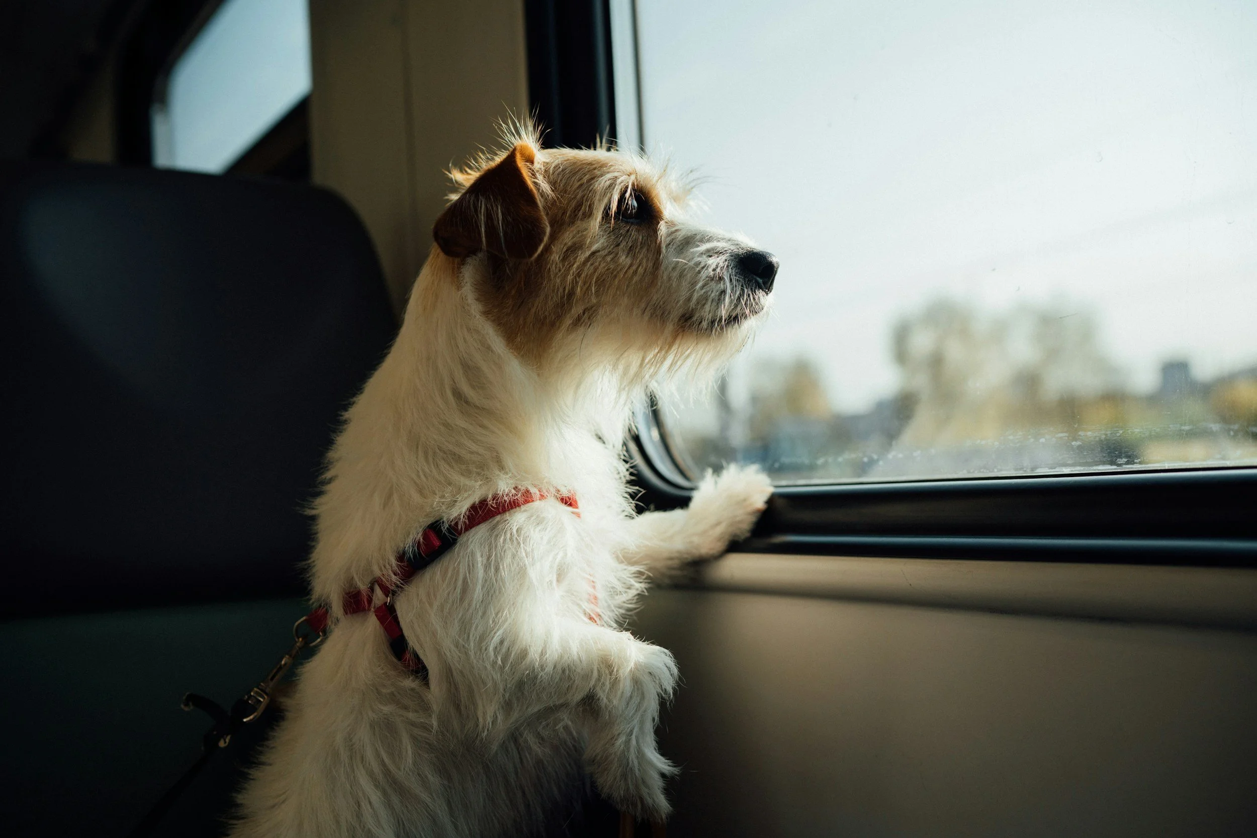 A small brown and white dog, wearing a red harness, looks out the window of a train as it travels outside on a clear day.