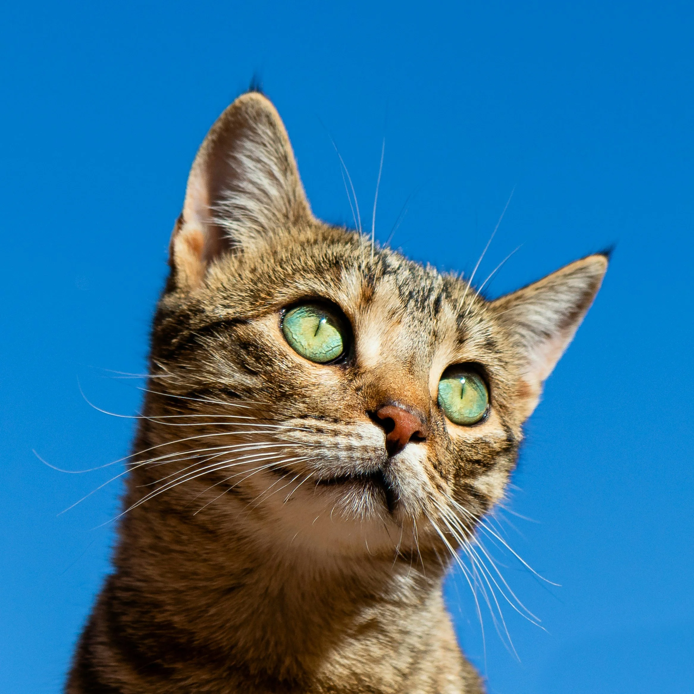 Close-up of a tabby cat's face with large green eyes and part of its ear, against a blue sky background.