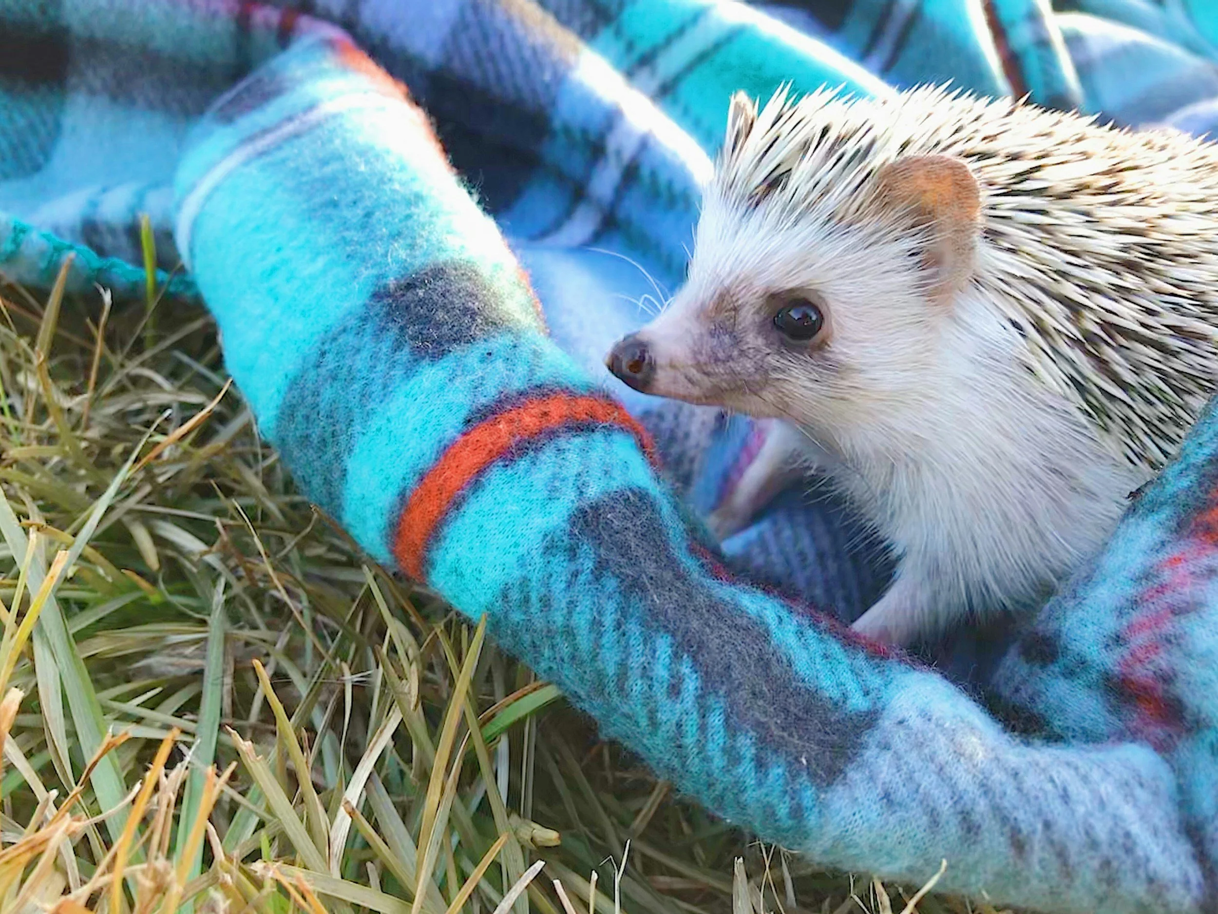 A hedgehog is lying on the ground next to a colorful, striped fleece blanket.