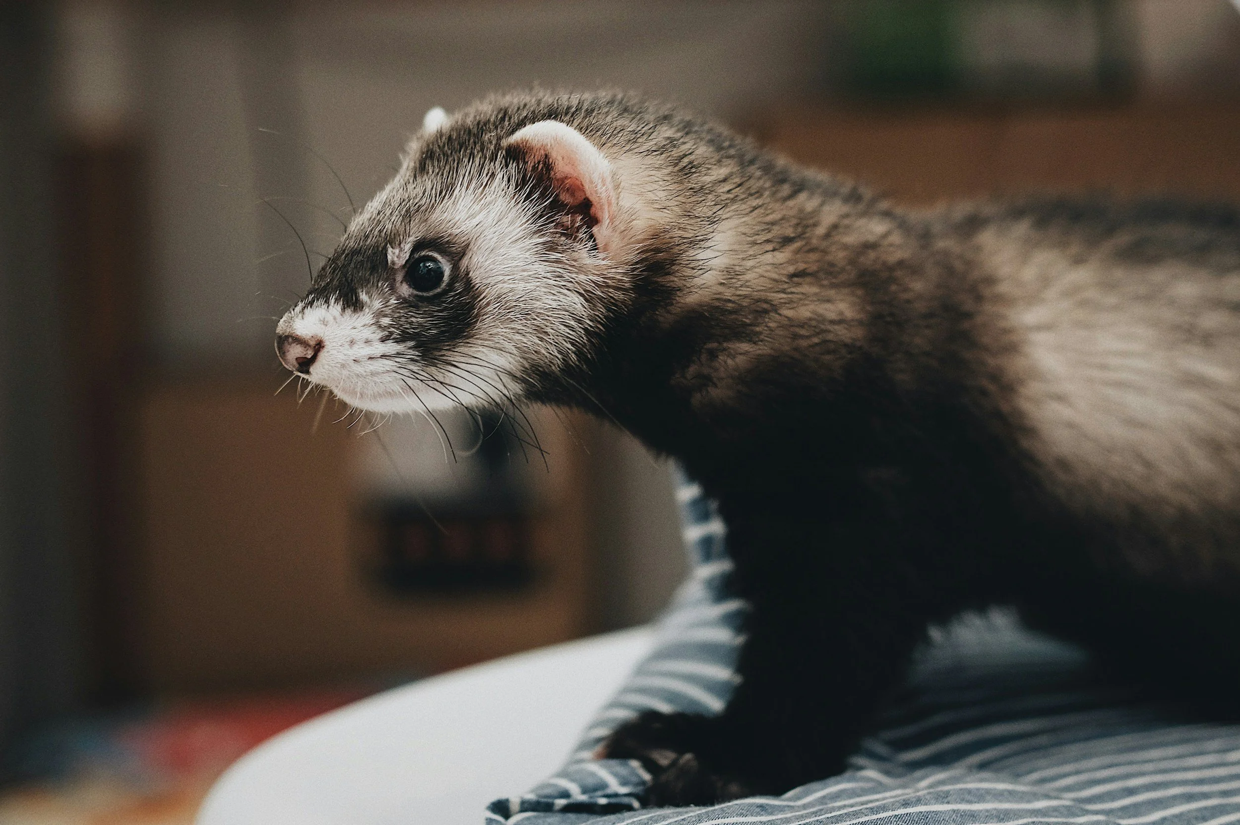 Close-up of a ferret lying on a person's lap, with the person wearing striped clothing.