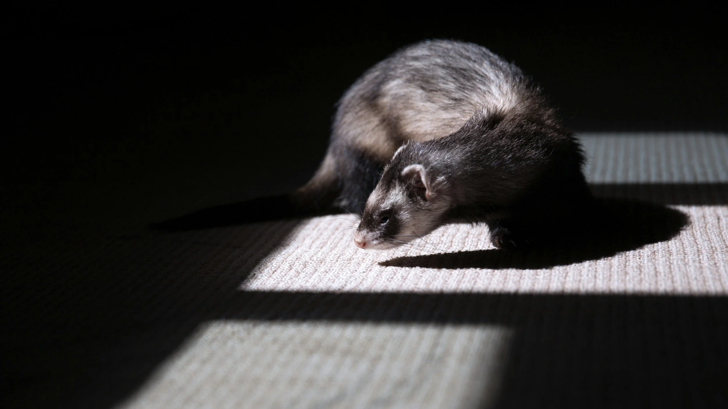 A ferret walking on a textured surface with sunlight casting a shadow. The background is dark.