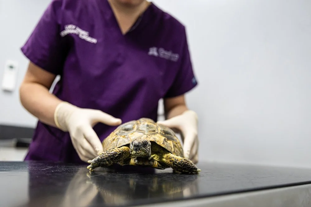 A person wearing purple scrubs and white gloves handling a tortoise on a black examination table.