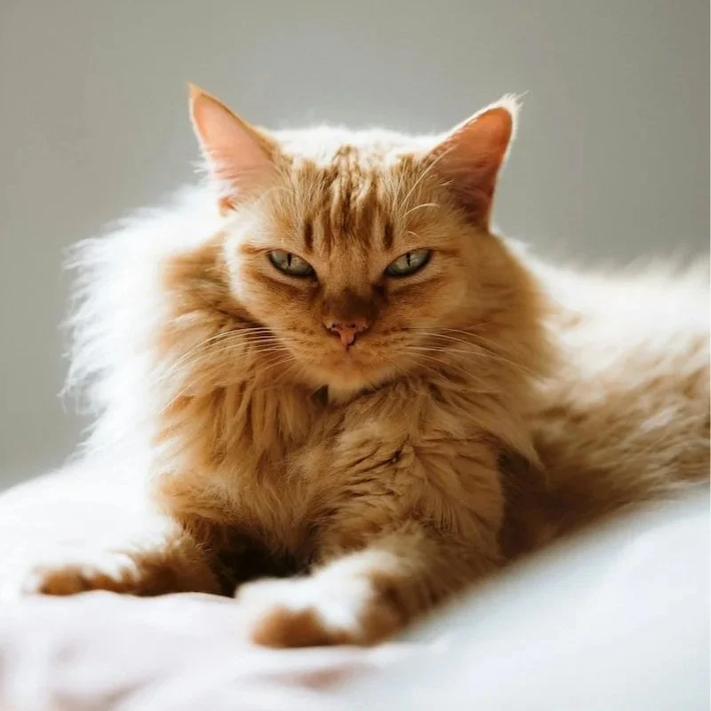 A close-up photo of an orange, long-haired cat with greenish eyes, lying on a white surface and looking at the camera.