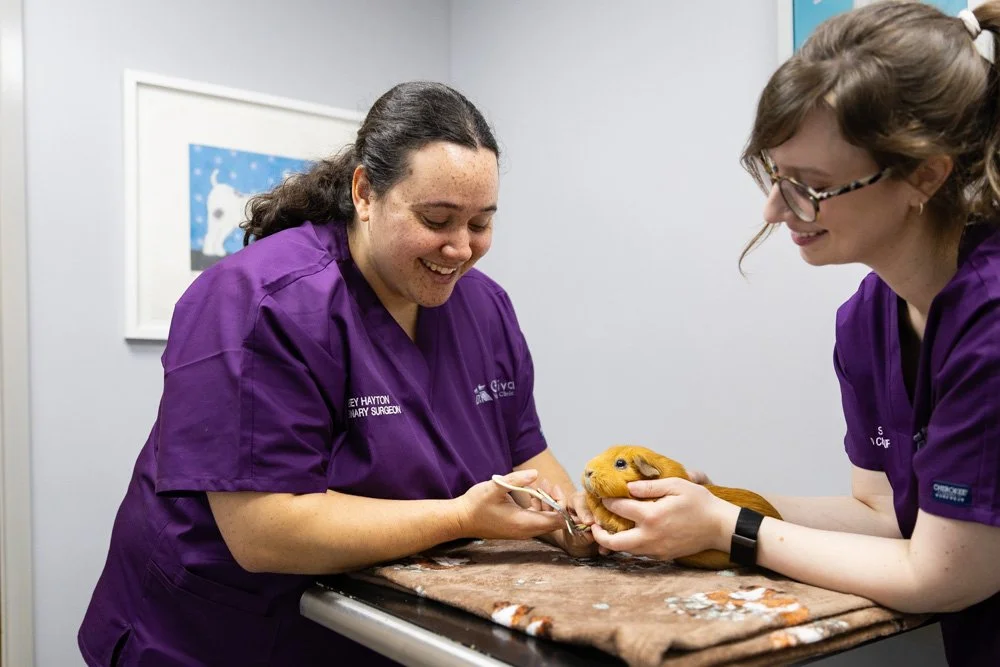 Two women wearing purple scrubs examining a guinea pig in a veterinary clinic.