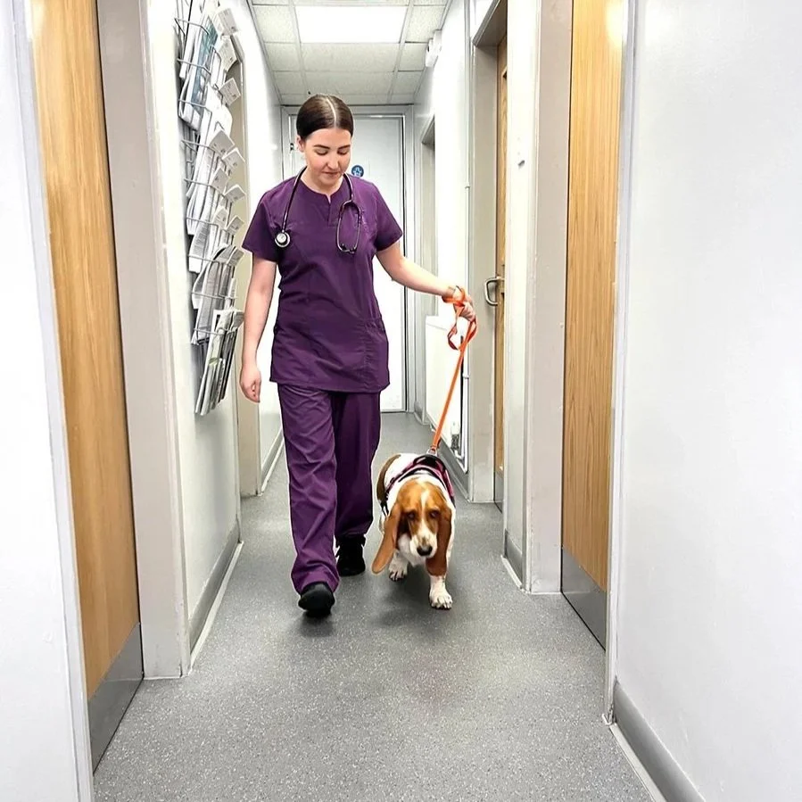 A female veterinarian in purple scrubs walking a Basset Hound dog down a hospital corridor, with medical posters on the wall.