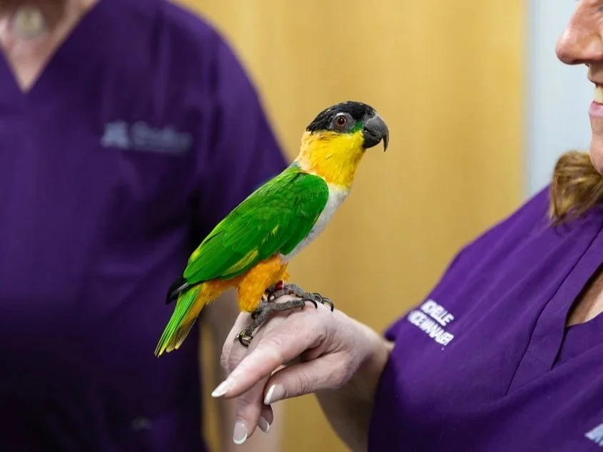 A colorful parrot with yellow, green, white, and black feathers perched on a person's hand.
