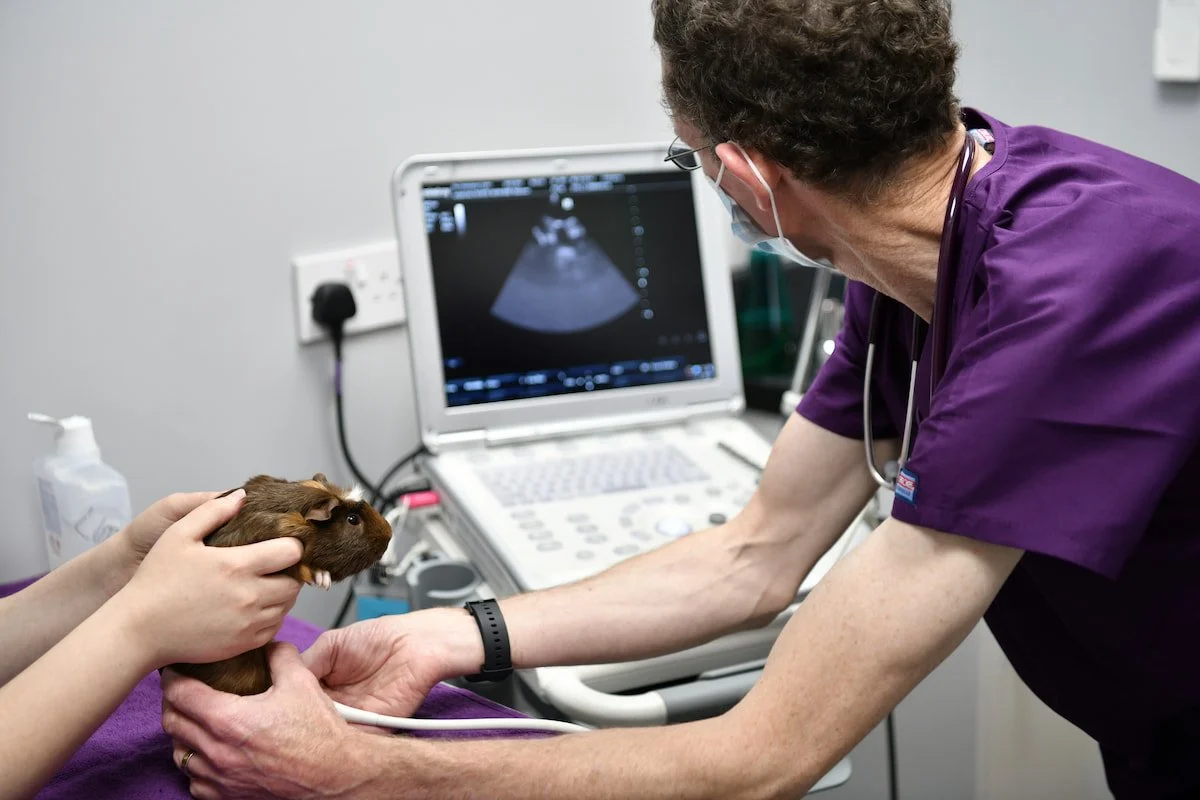 A veterinarian uses an ultrasound machine to examine a guinea pig held by a person in a clinical setting.