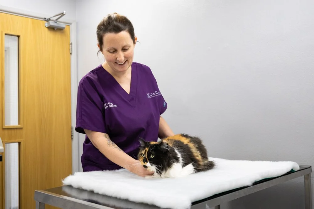 A veterinarian in purple scrubs examines a calico cat on a veterinary table in an examination room.