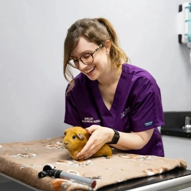 A female veterinarian in purple scrubs examining a guinea pig on an examination table.